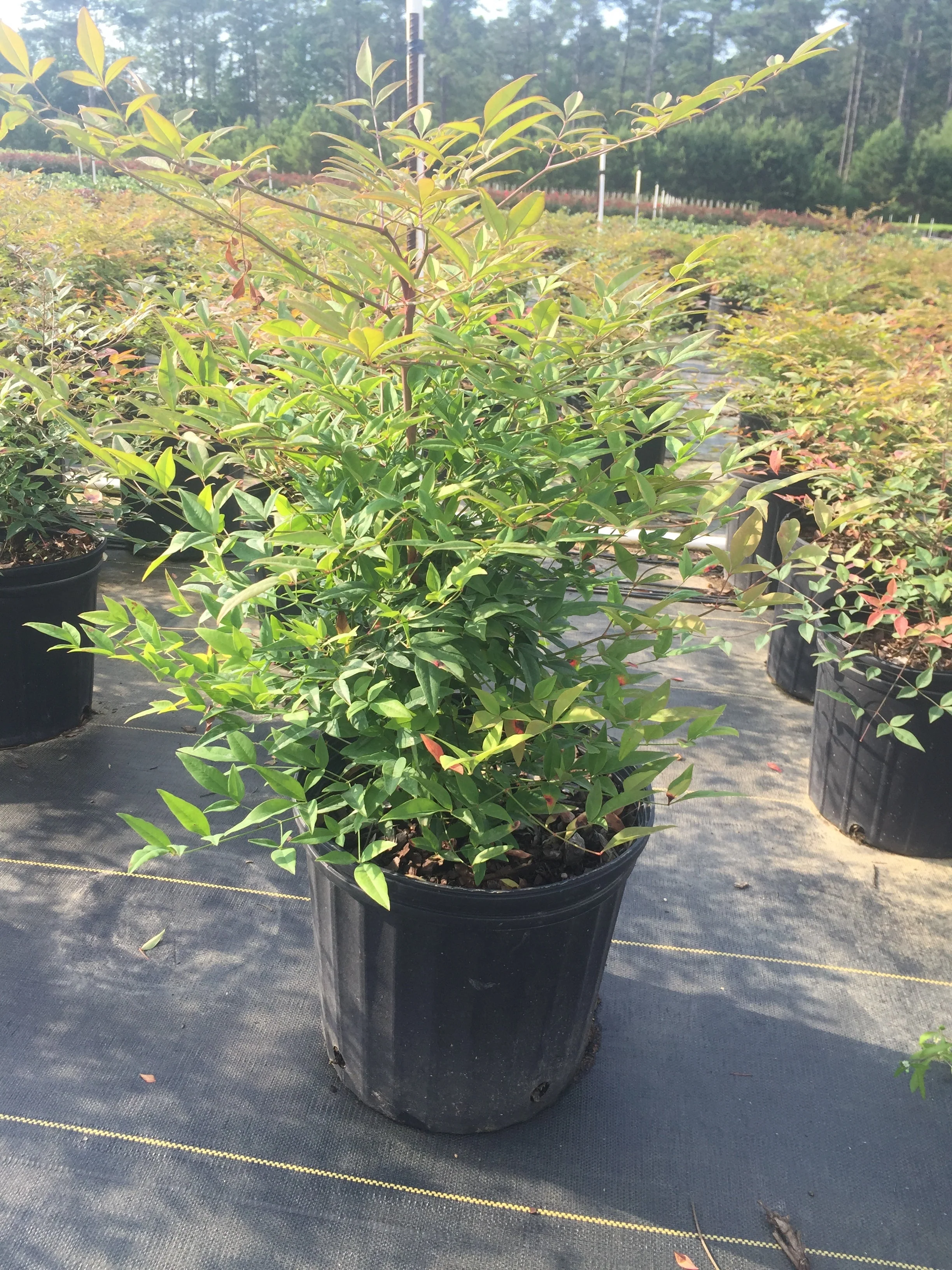 Domestica Nandina - Image 3
