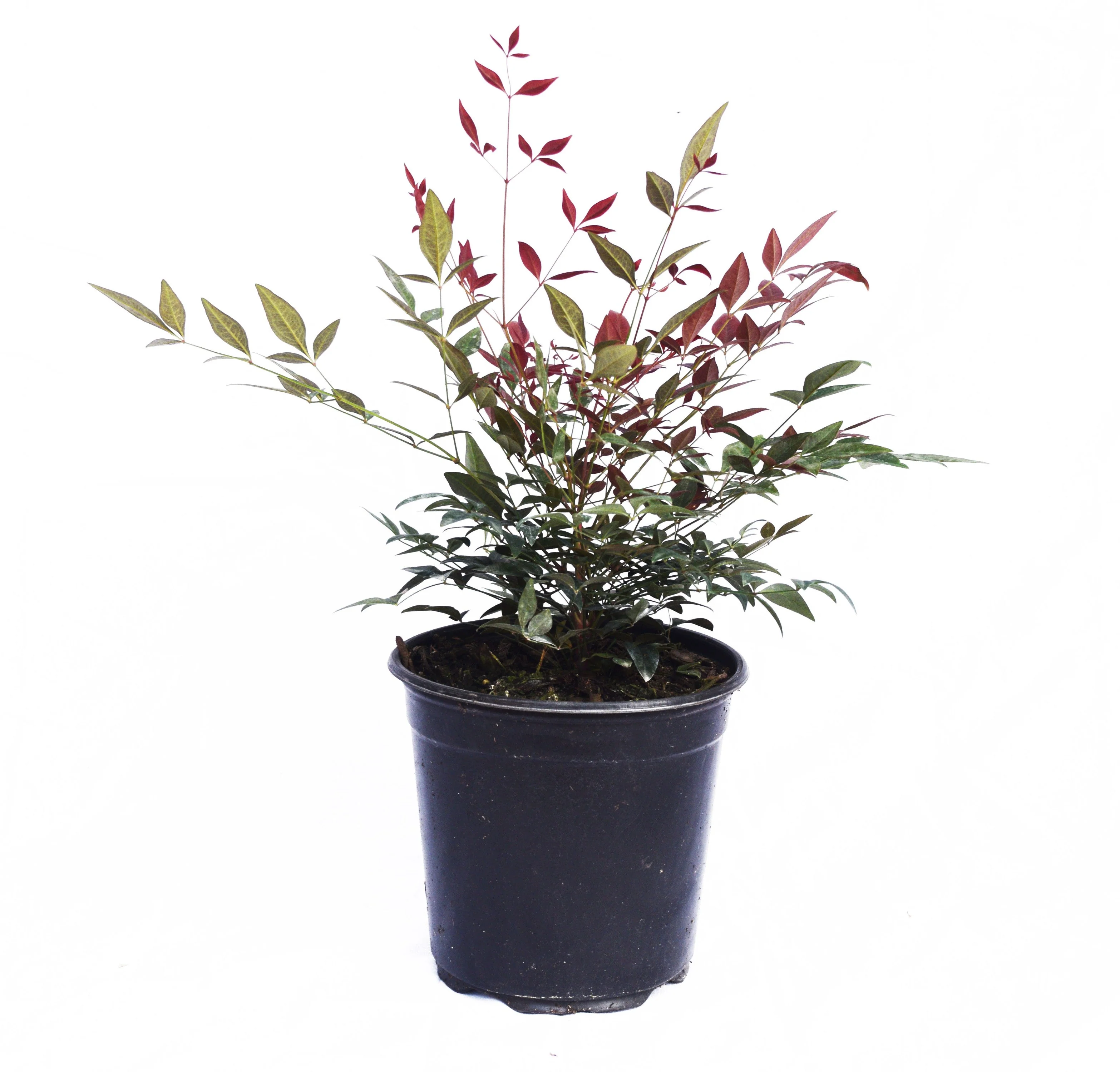 Domestica Nandina - Image 4