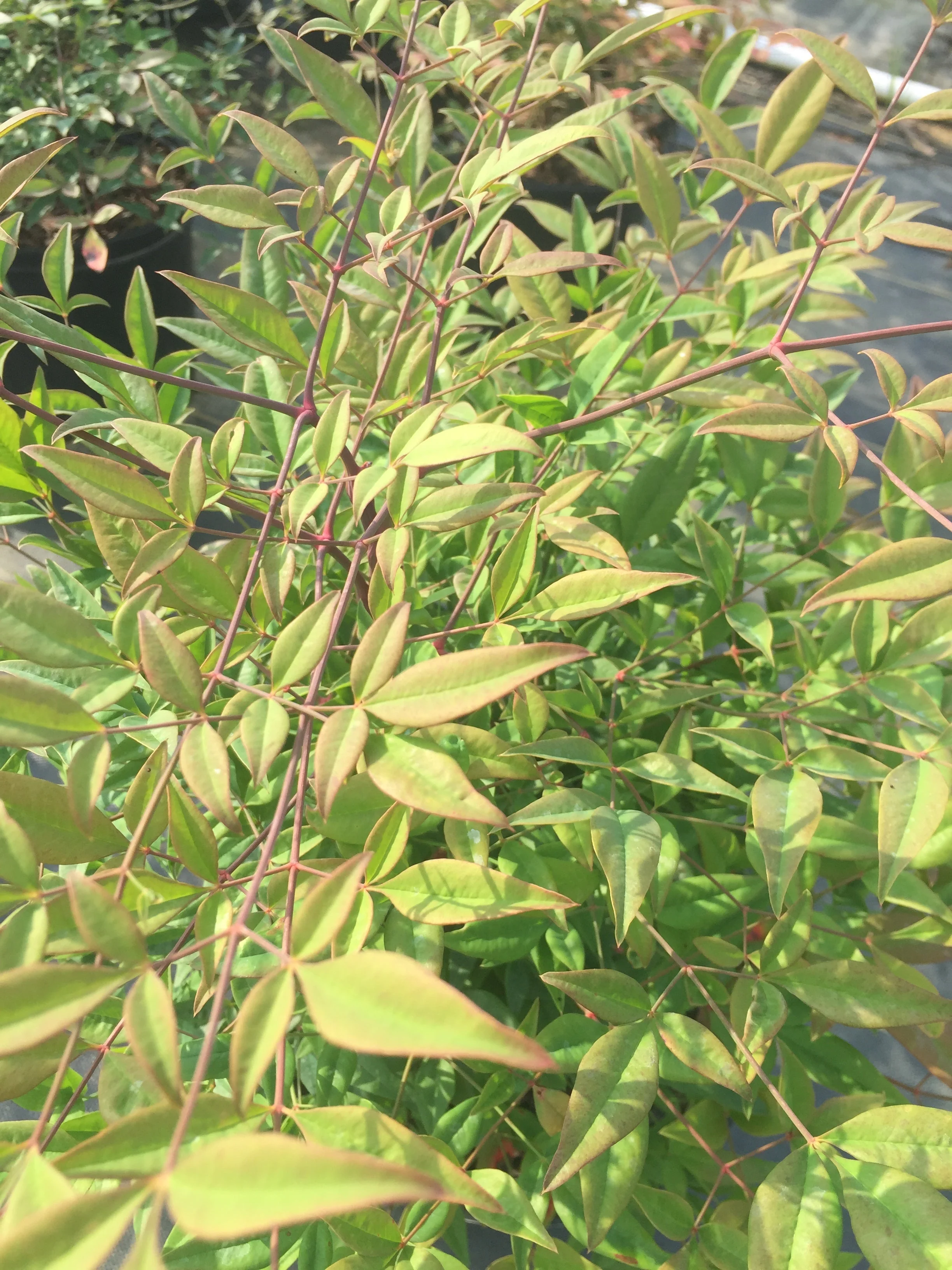 Domestica Nandina - Image 5