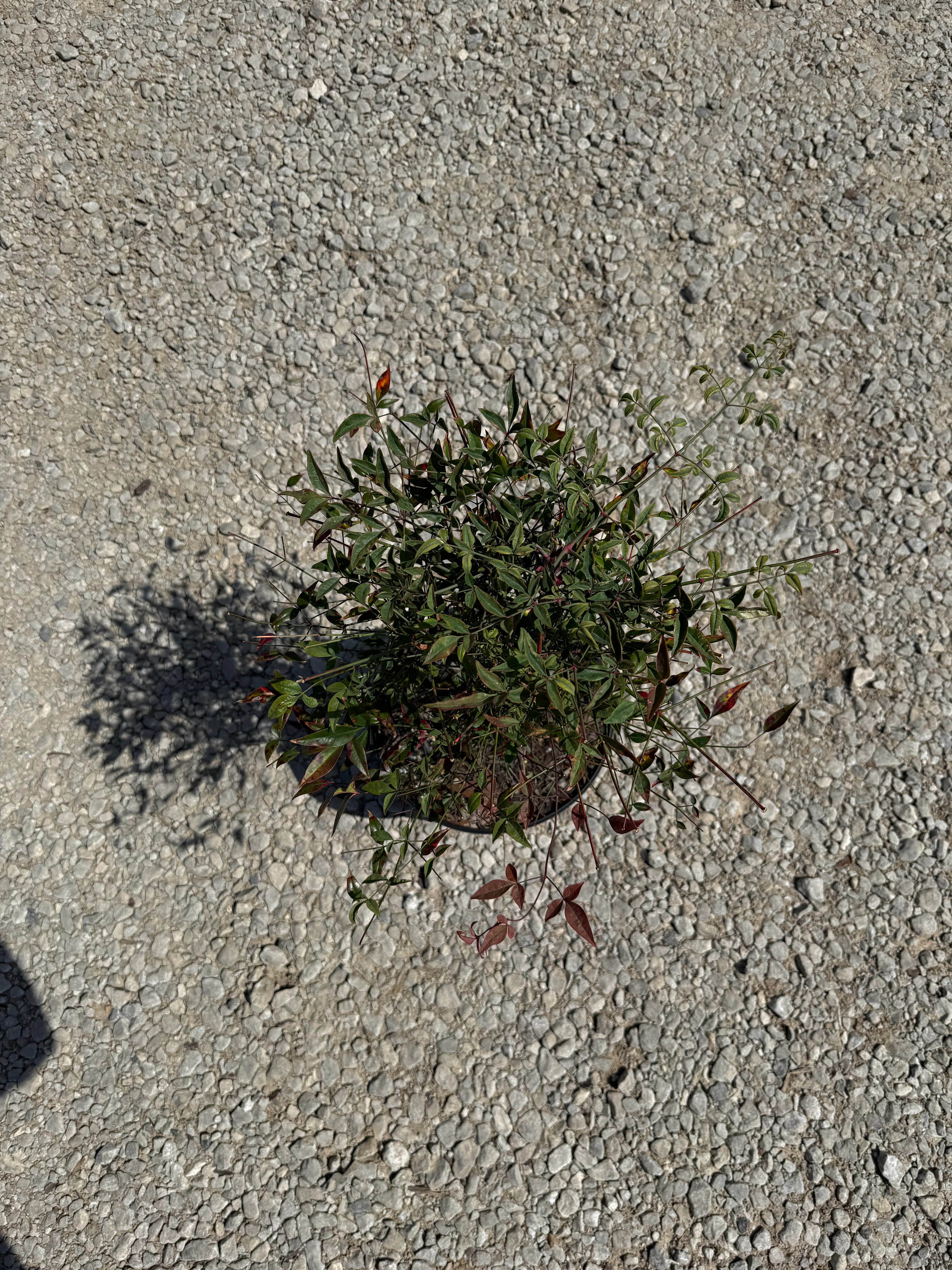 Domestica Nandina - Image 6
