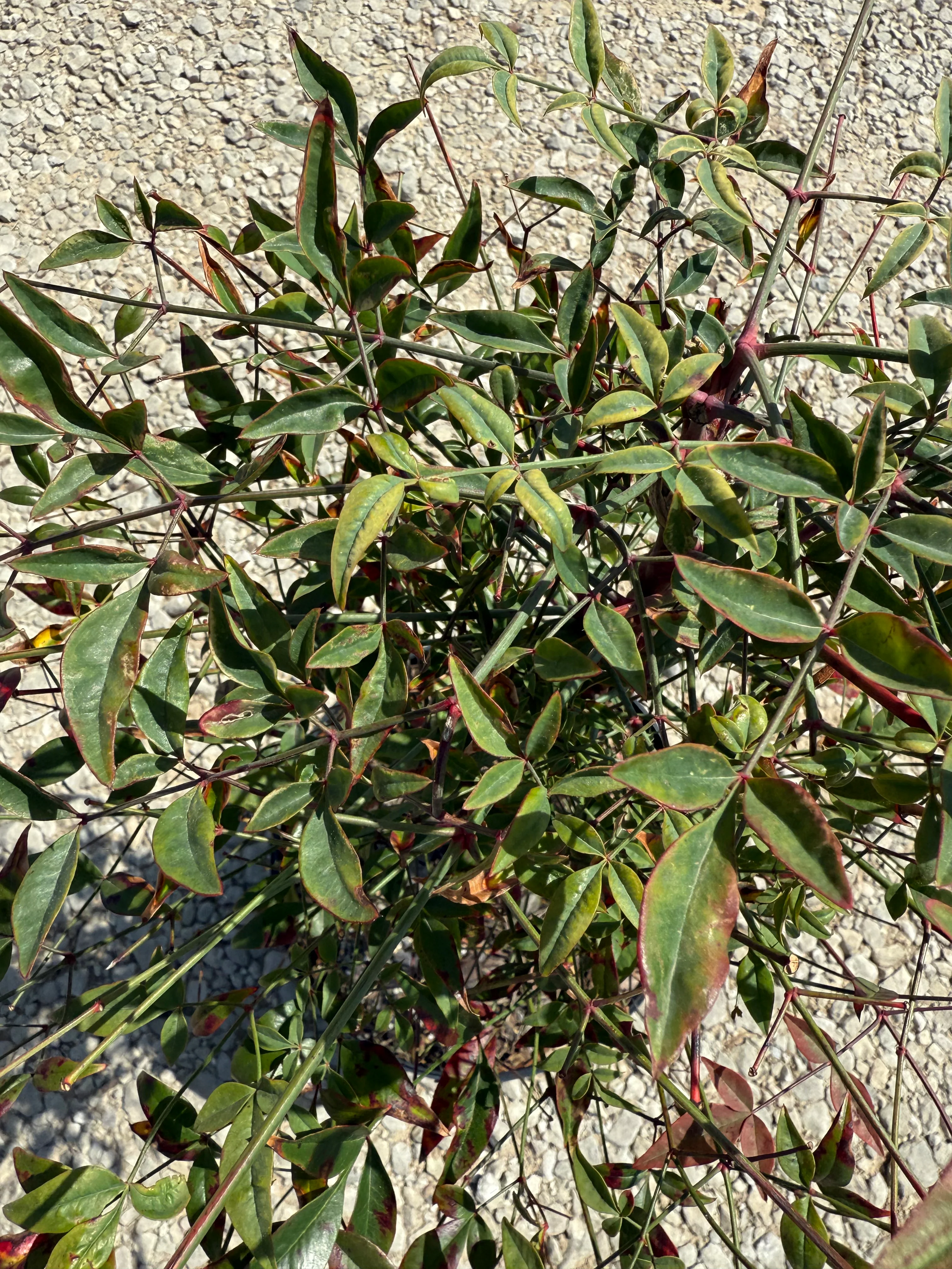 Domestica Nandina - Image 7