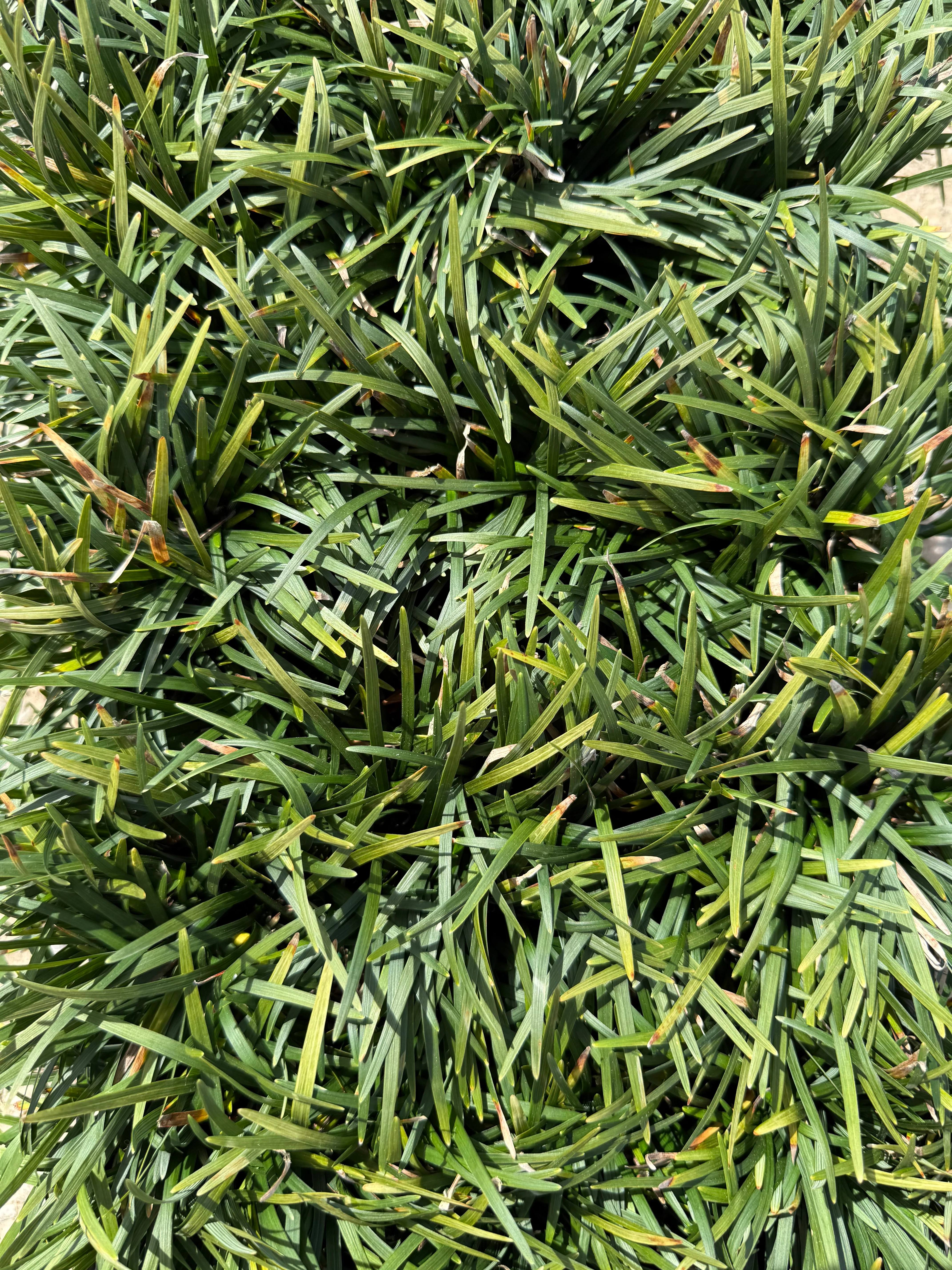 Dwarf Mondo Grass - Image 3