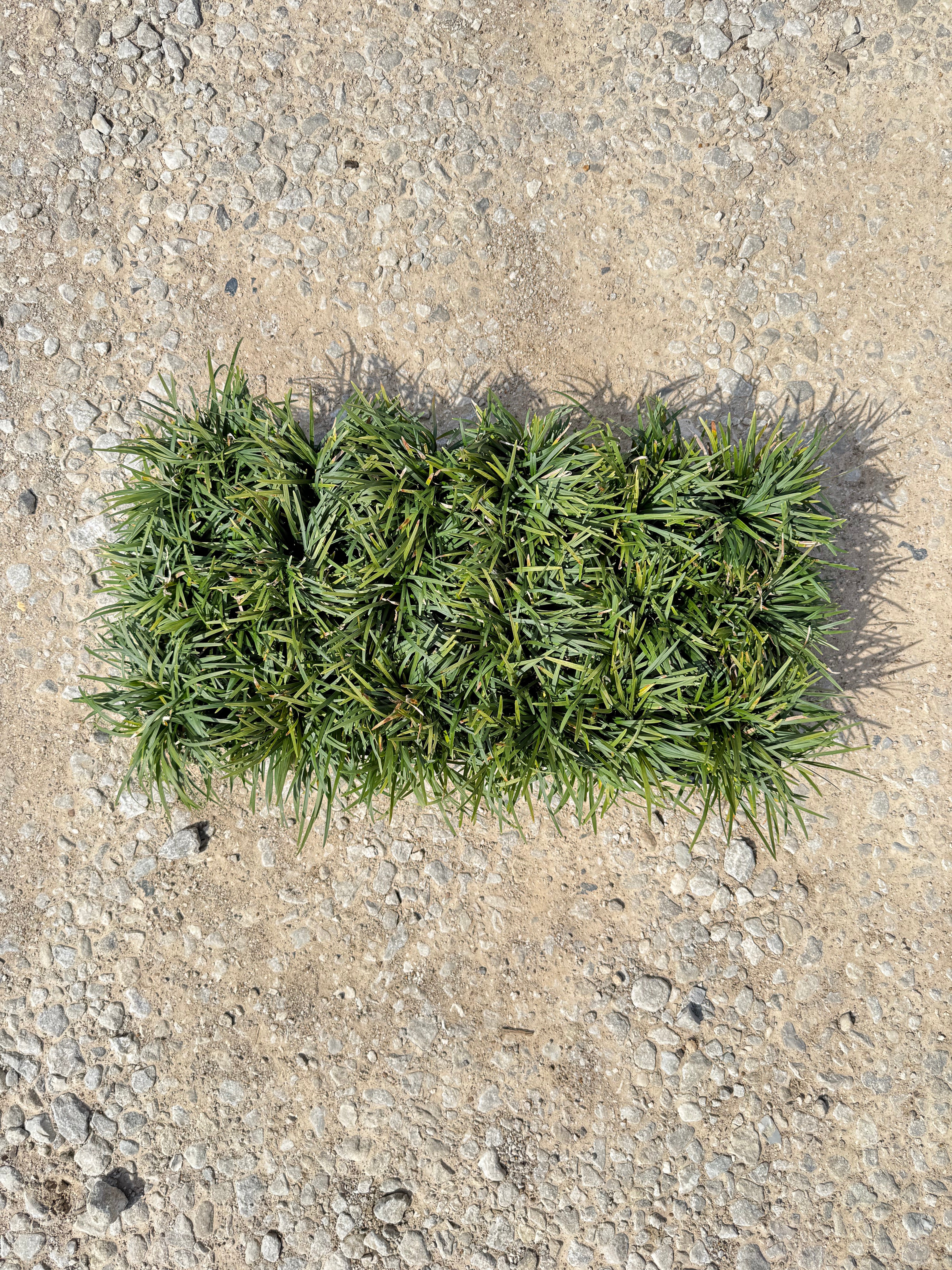 Dwarf Mondo Grass - Image 4