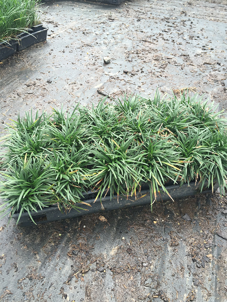 Dwarf Mondo Grass - Image 5