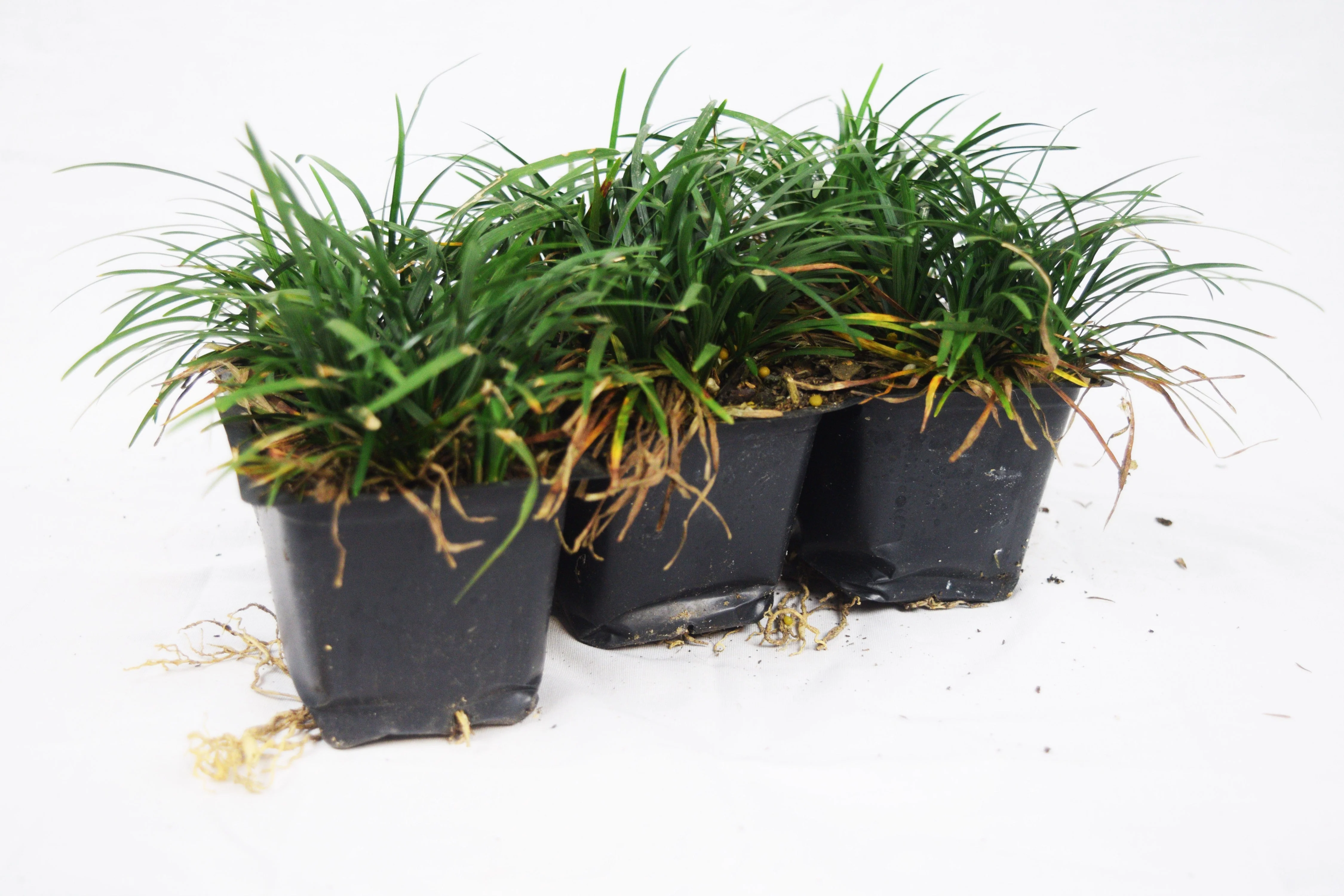 Dwarf Mondo Grass - Image 6