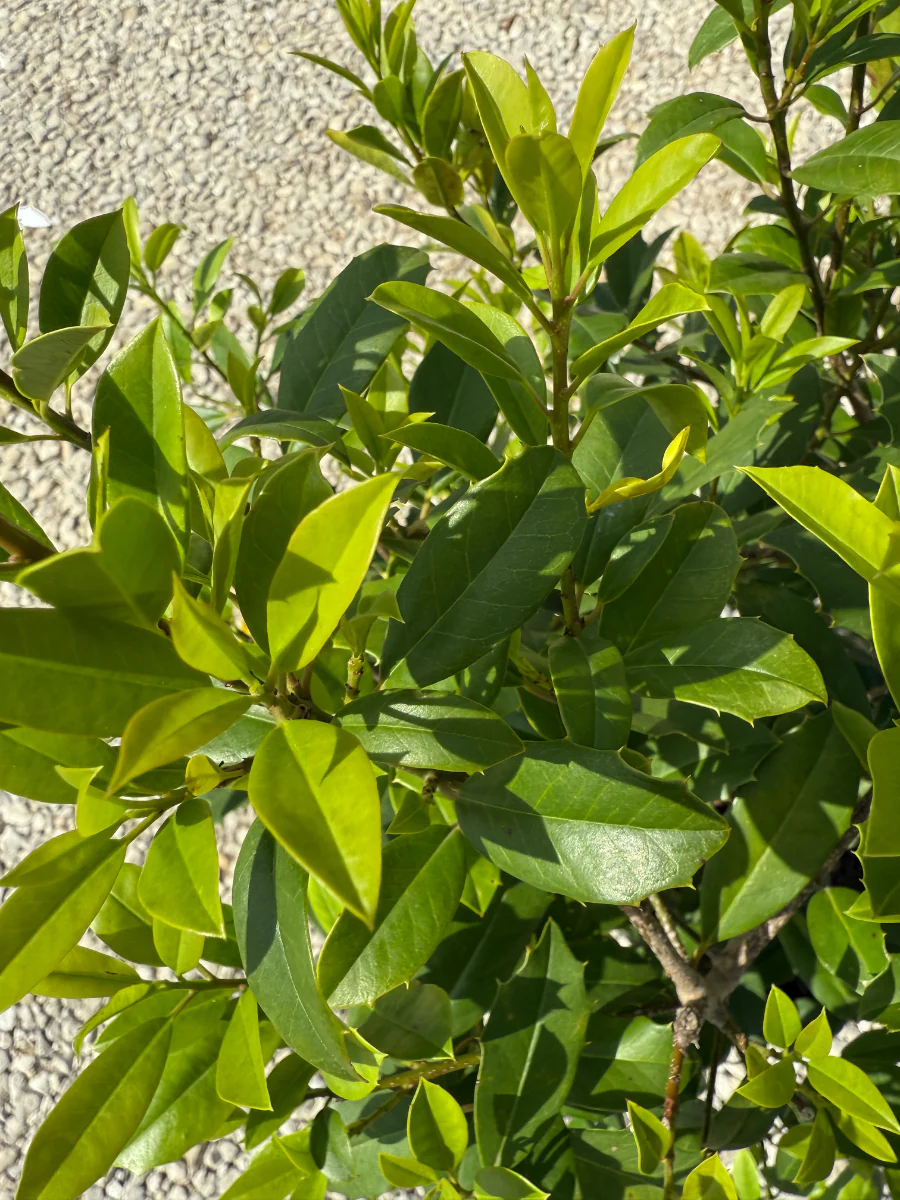 Eagleston Holly - Image 3