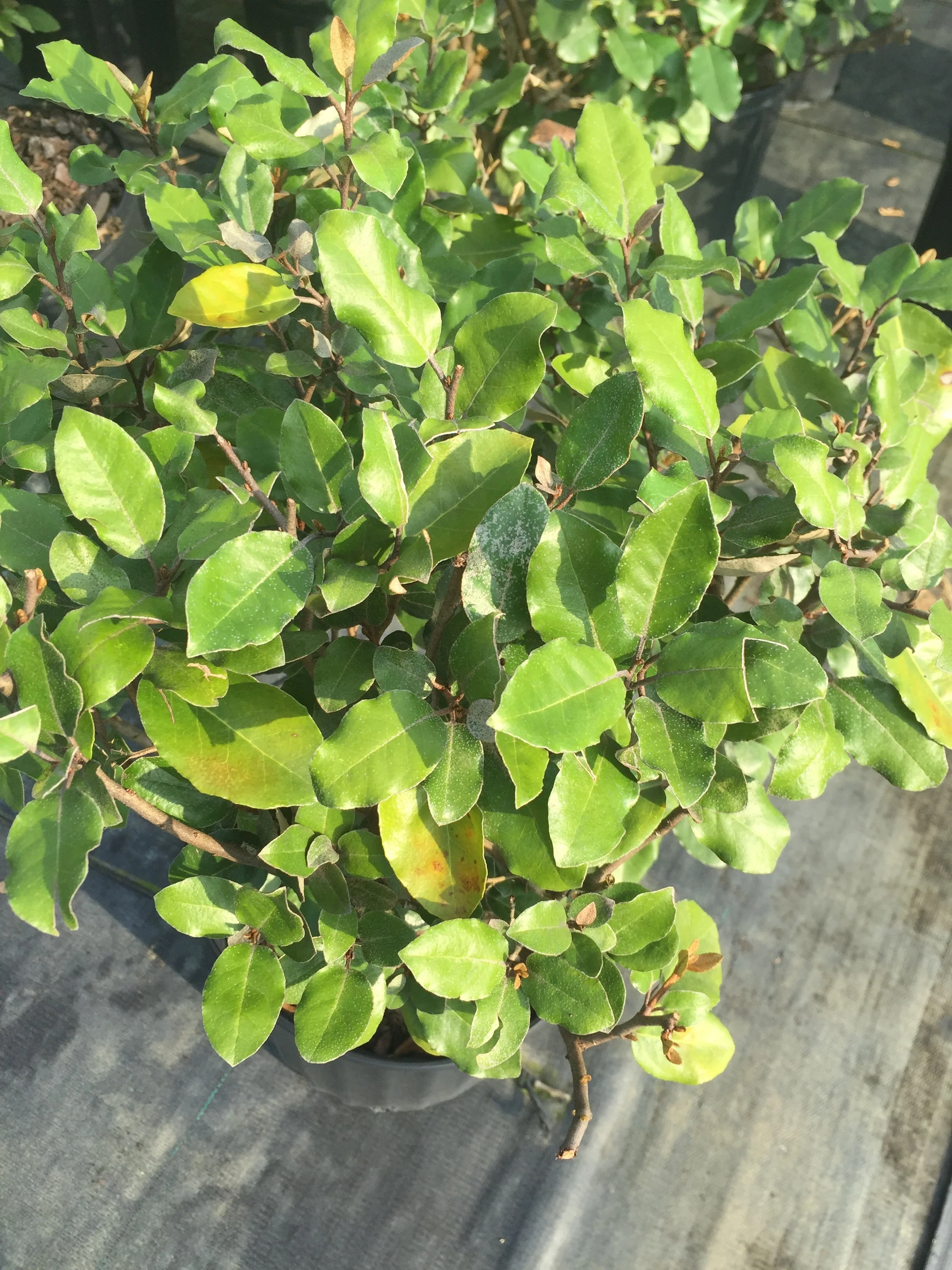 Elaeagnus - Image 3