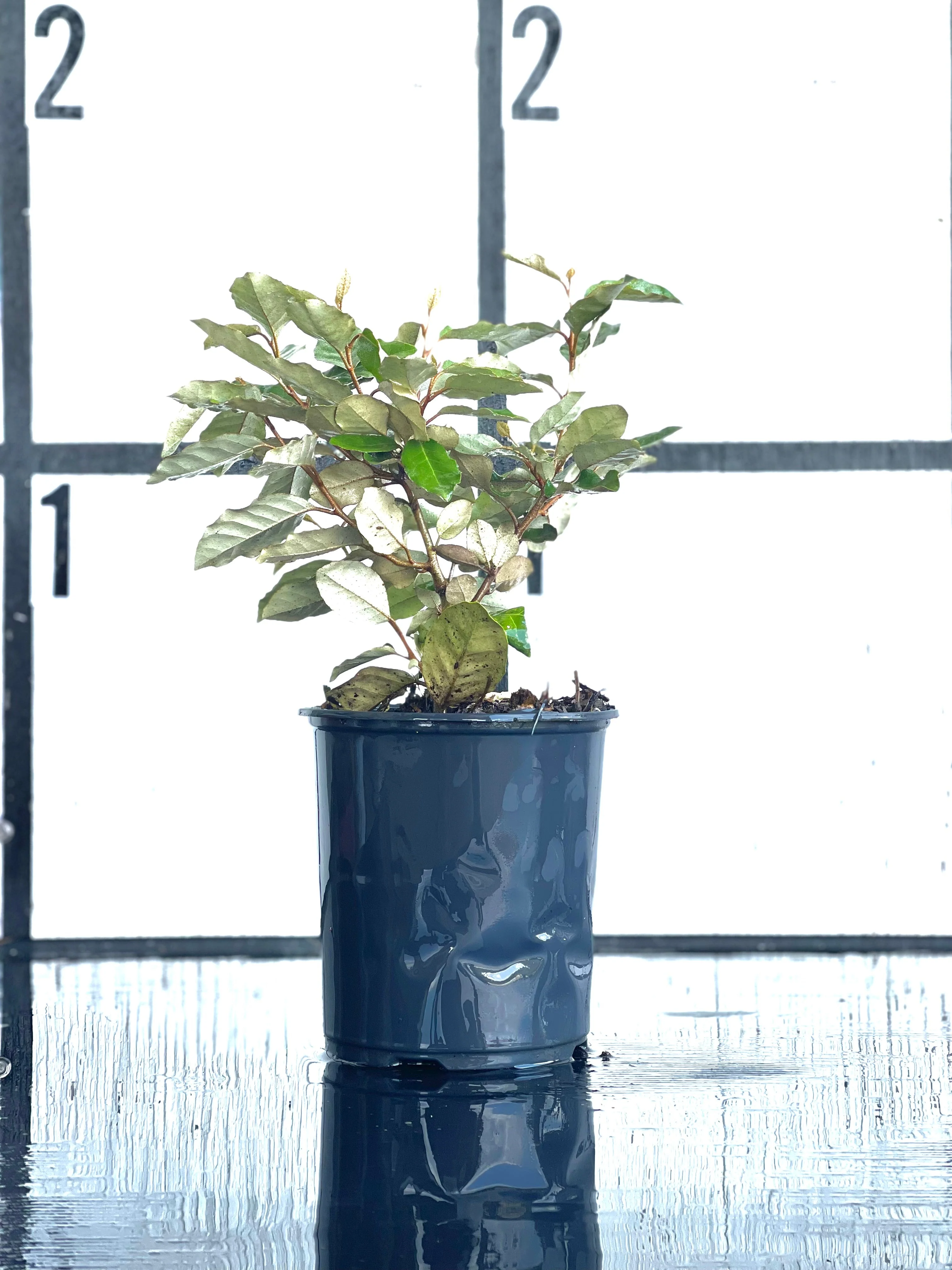 Elaeagnus - Image 6