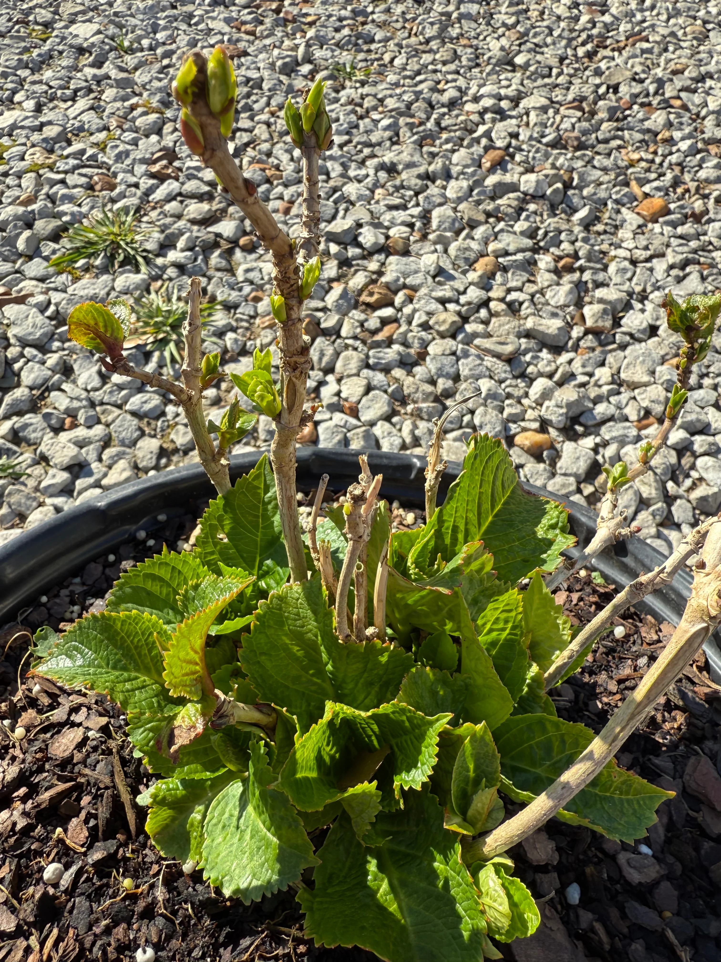 Endless Summer® Summer Crush® Reblooming Hydrangea - Image 3