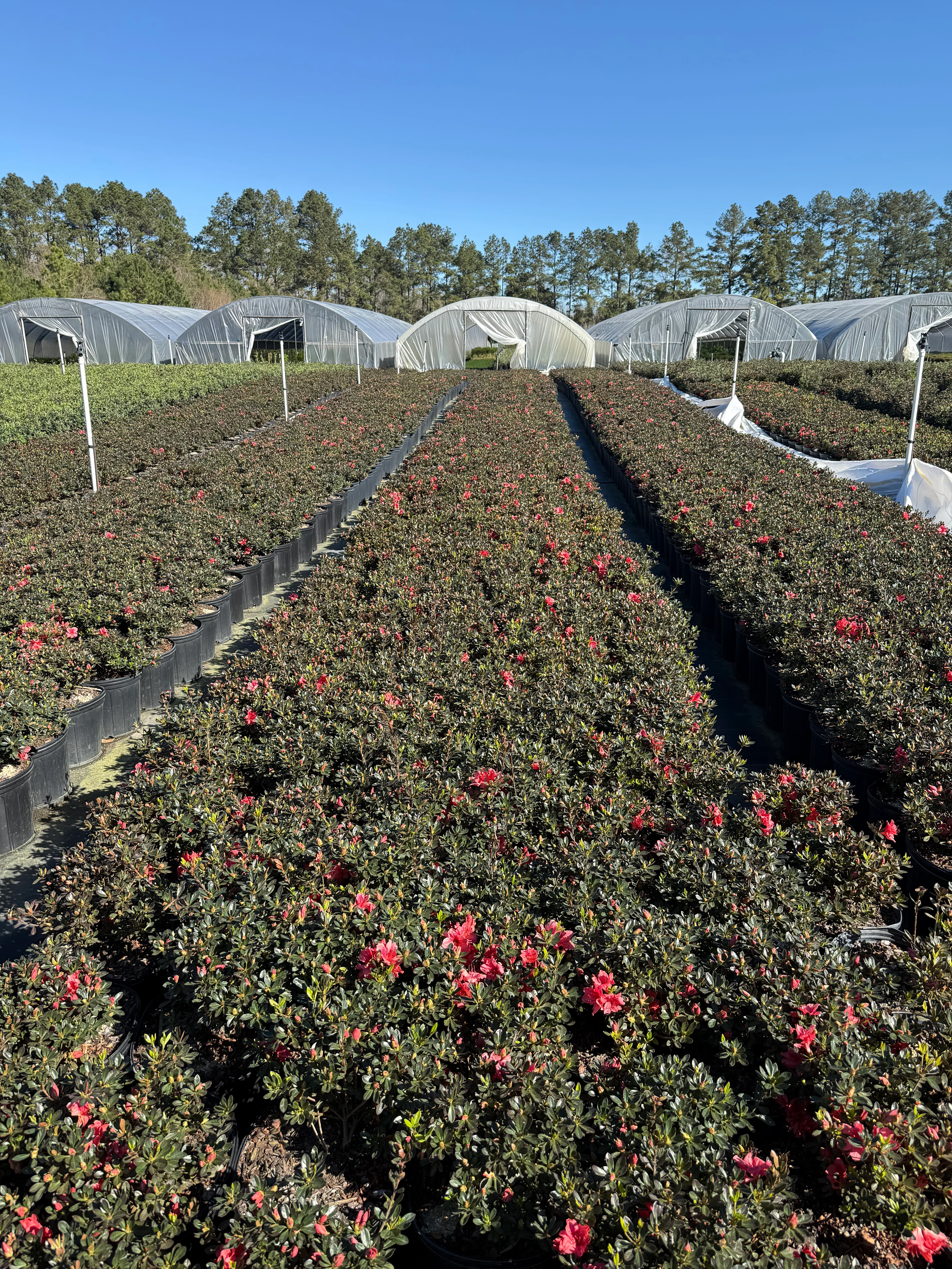 Fashion Azalea - Image 10