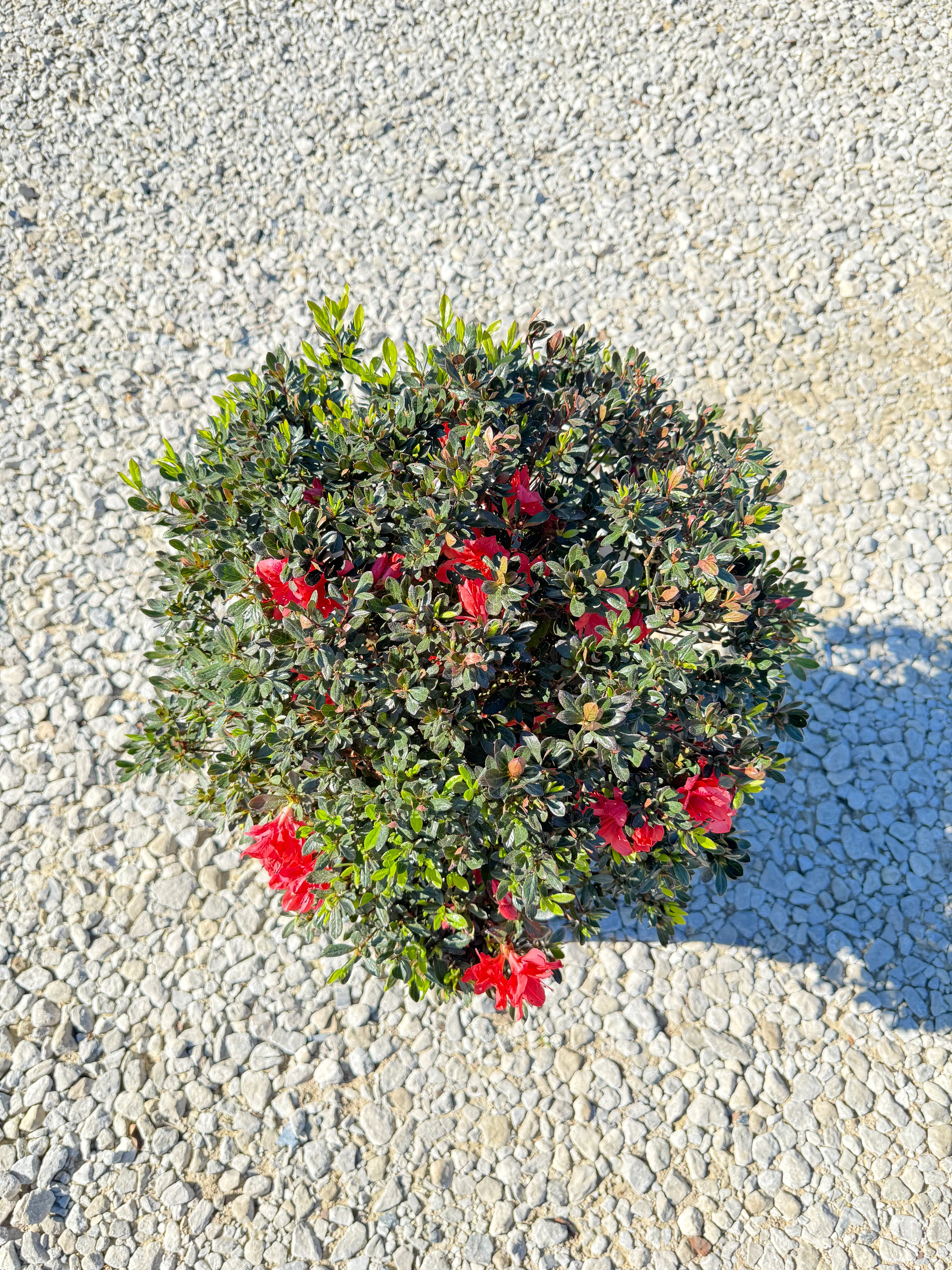Fashion Azalea - Image 11