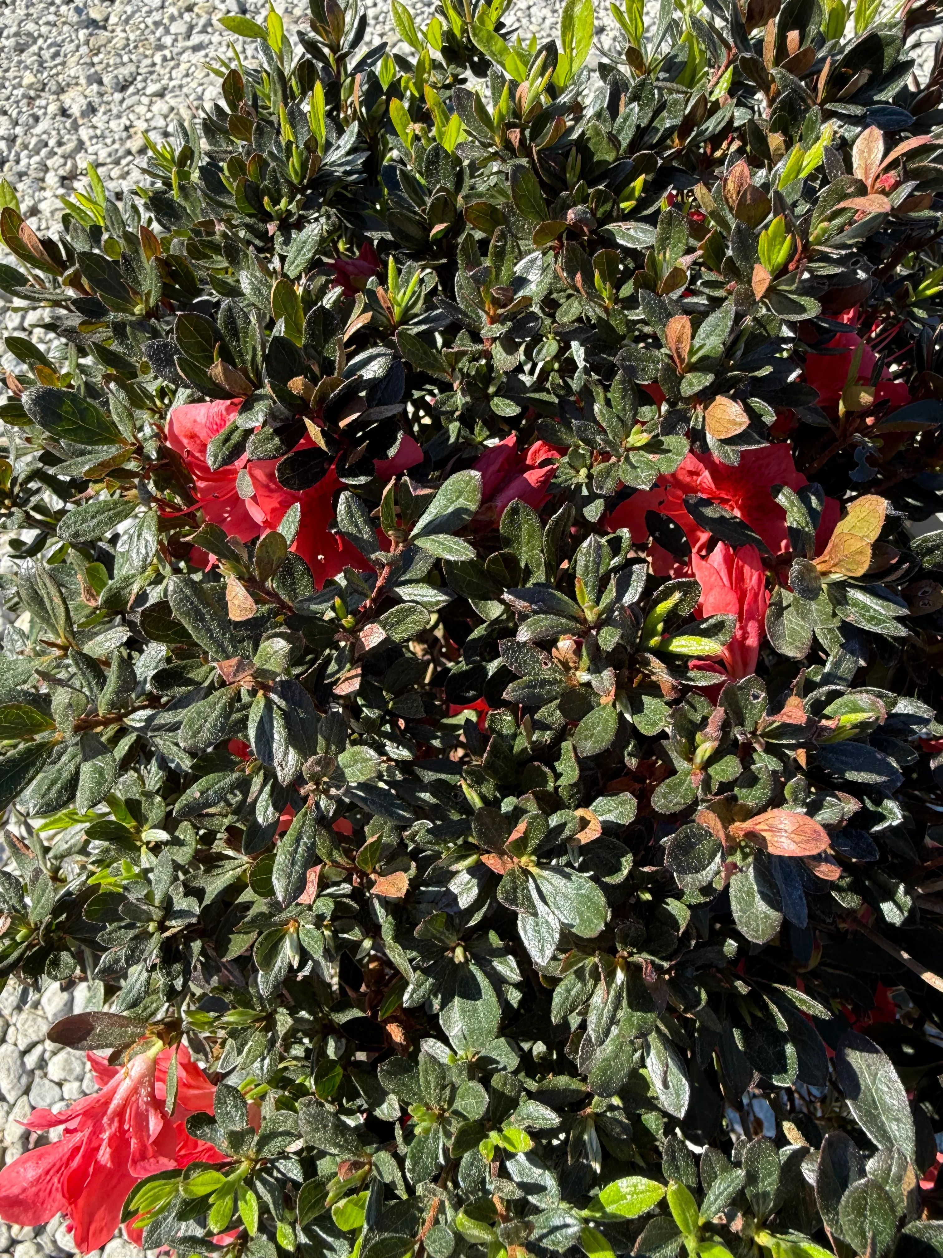 Fashion Azalea - Image 12