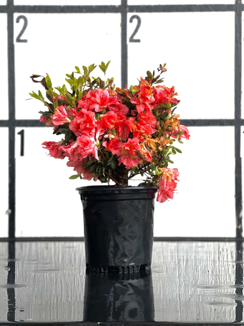 Fashion Azalea - Image 13