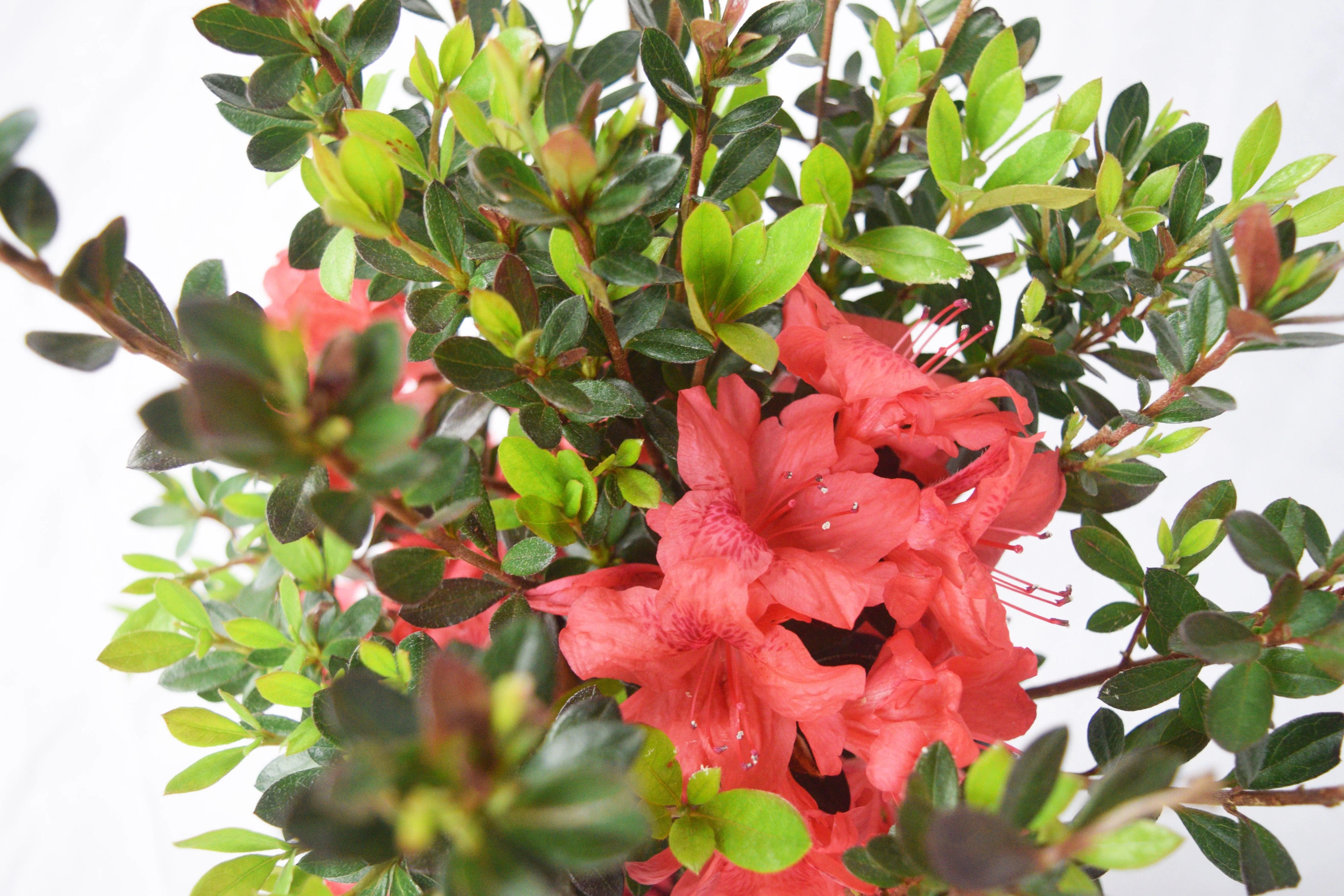 Fashion Azalea - Image 14