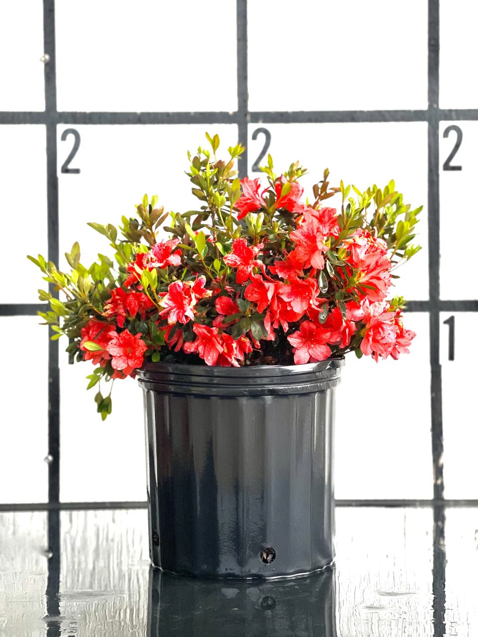 Fashion Azalea - Image 15