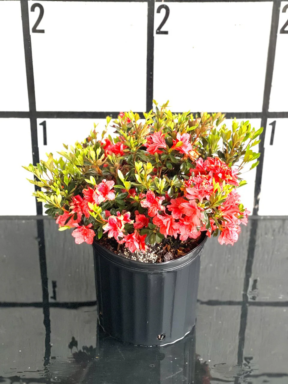 Fashion Azalea - Image 16