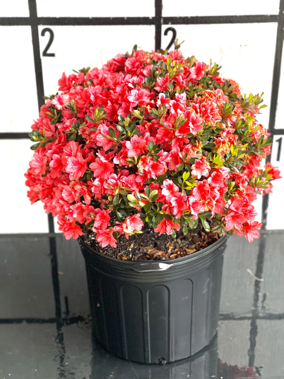Fashion Azalea - Image 17