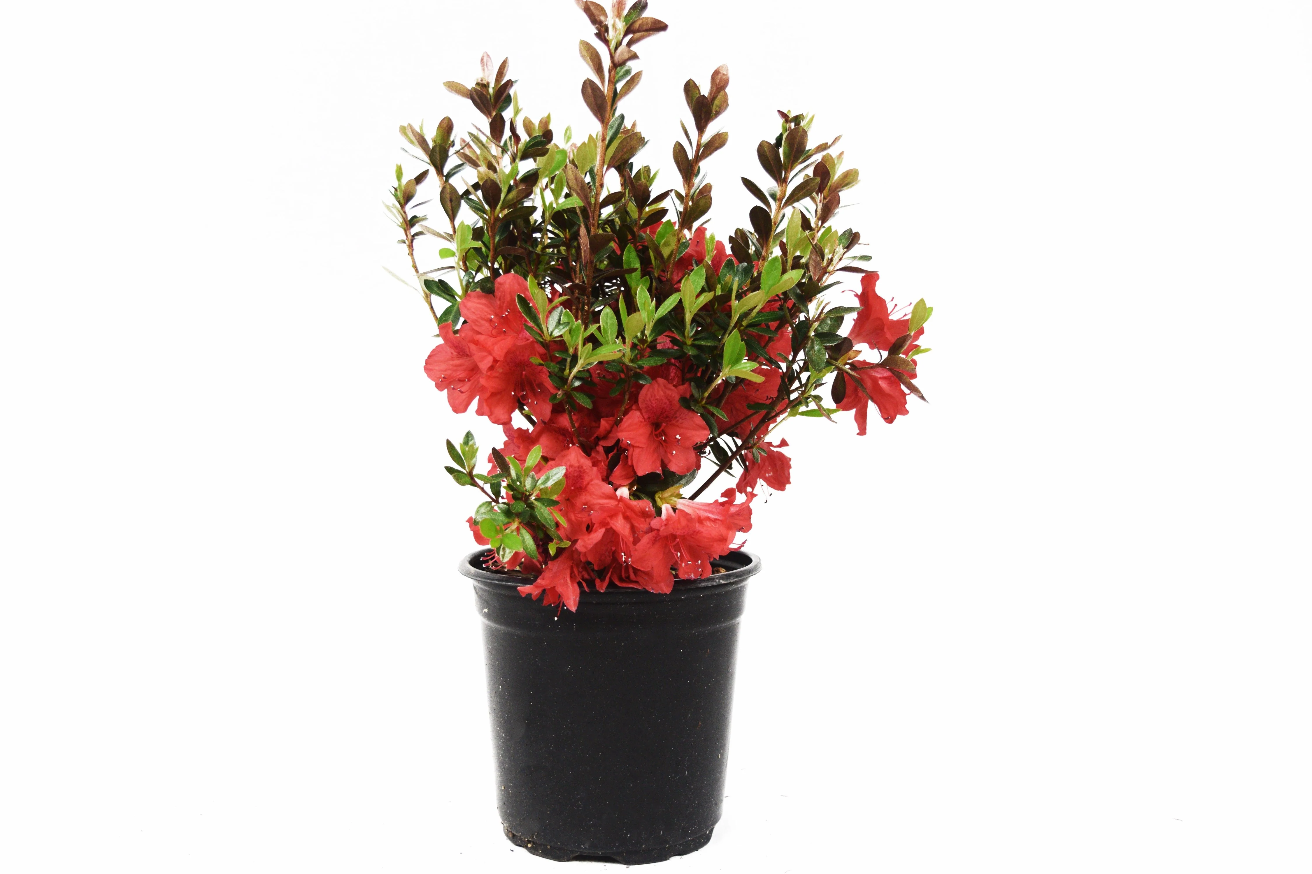 Fashion Azalea - Image 4