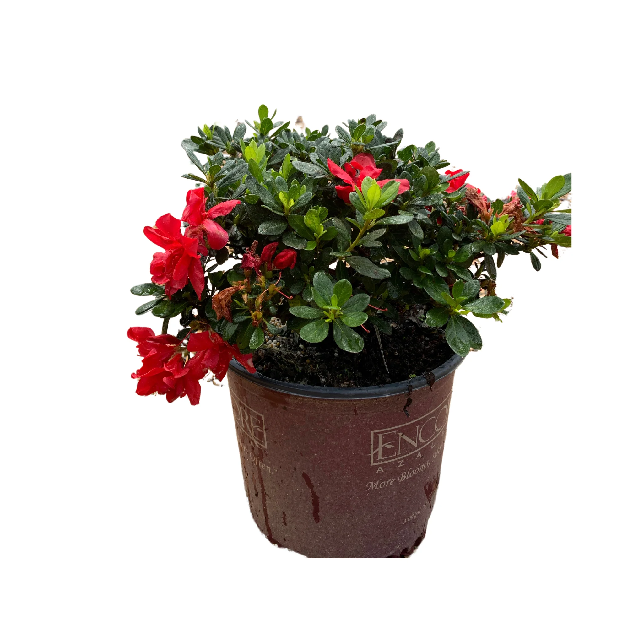 Fashion Azalea - Image 5