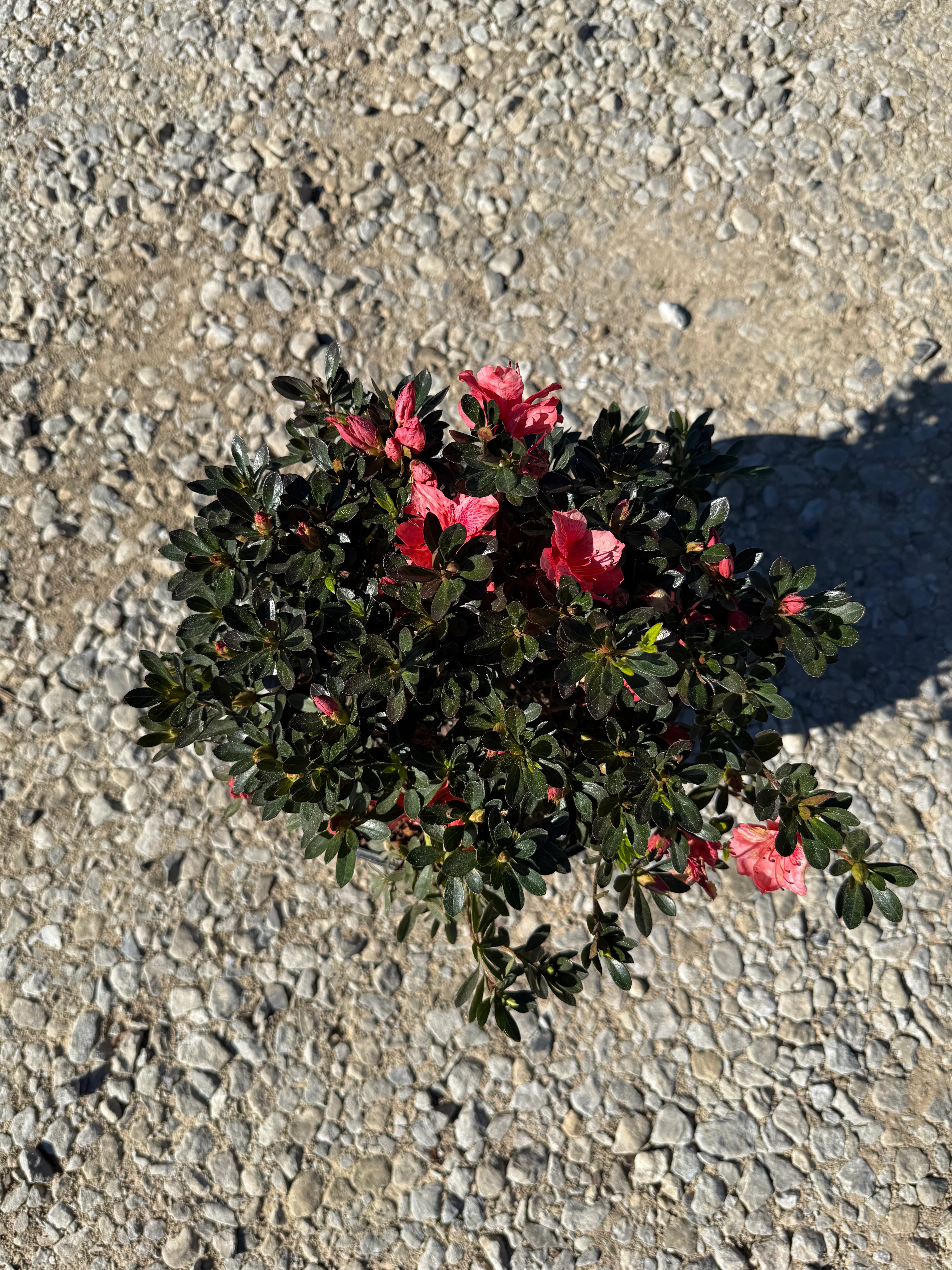 Fashion Azalea - Image 8
