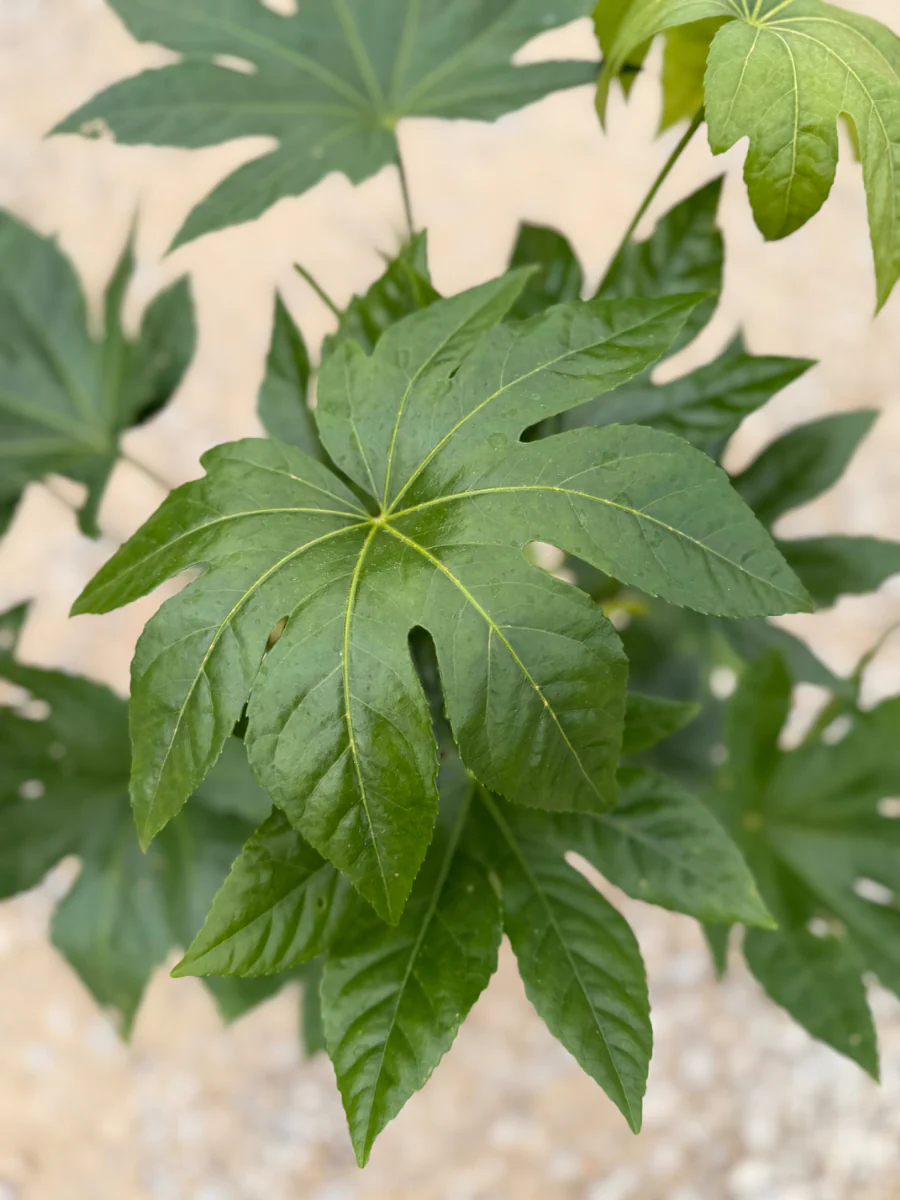 Fatsia Japonica - Image 3