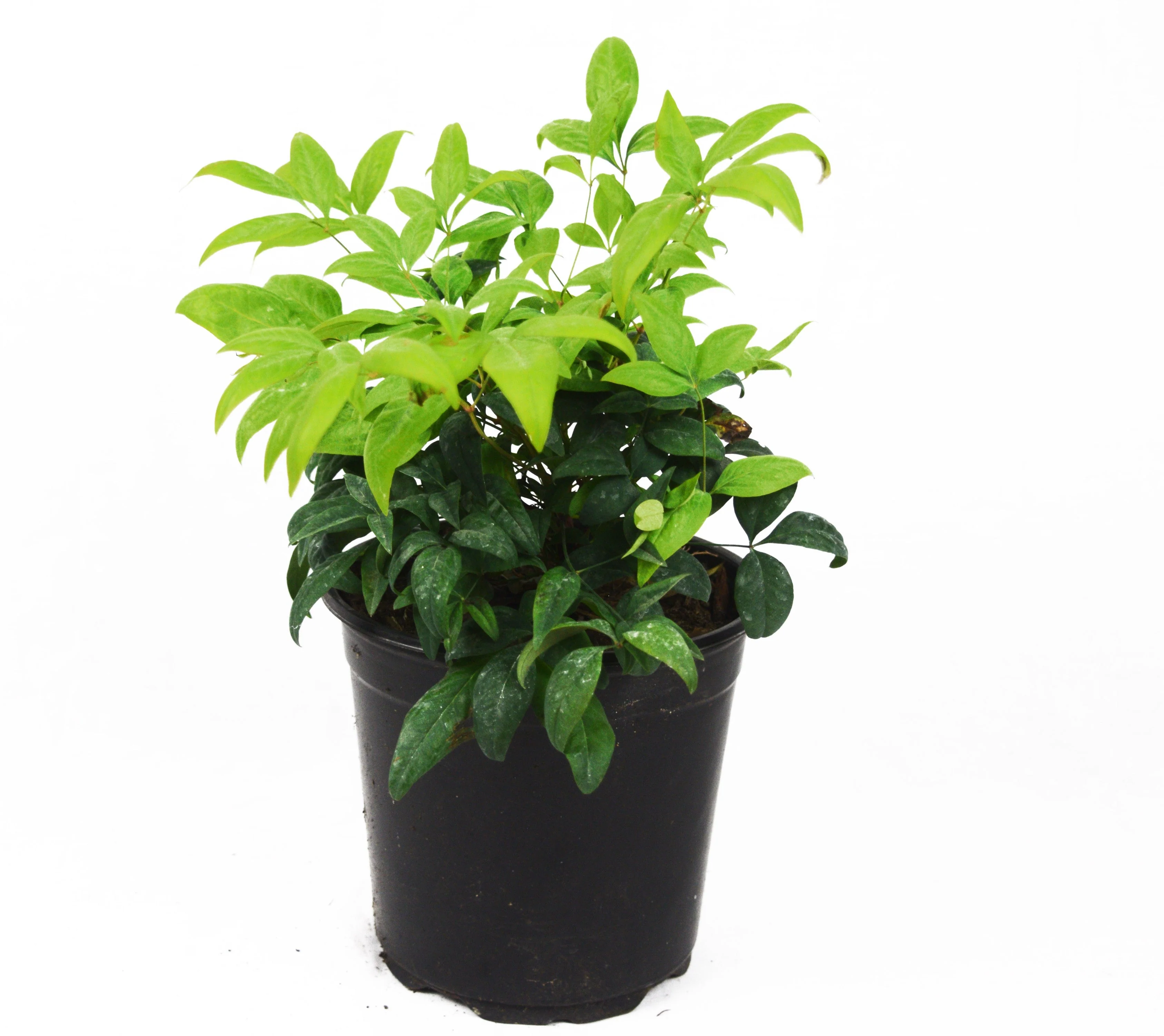 Firepower Nandina - Image 11