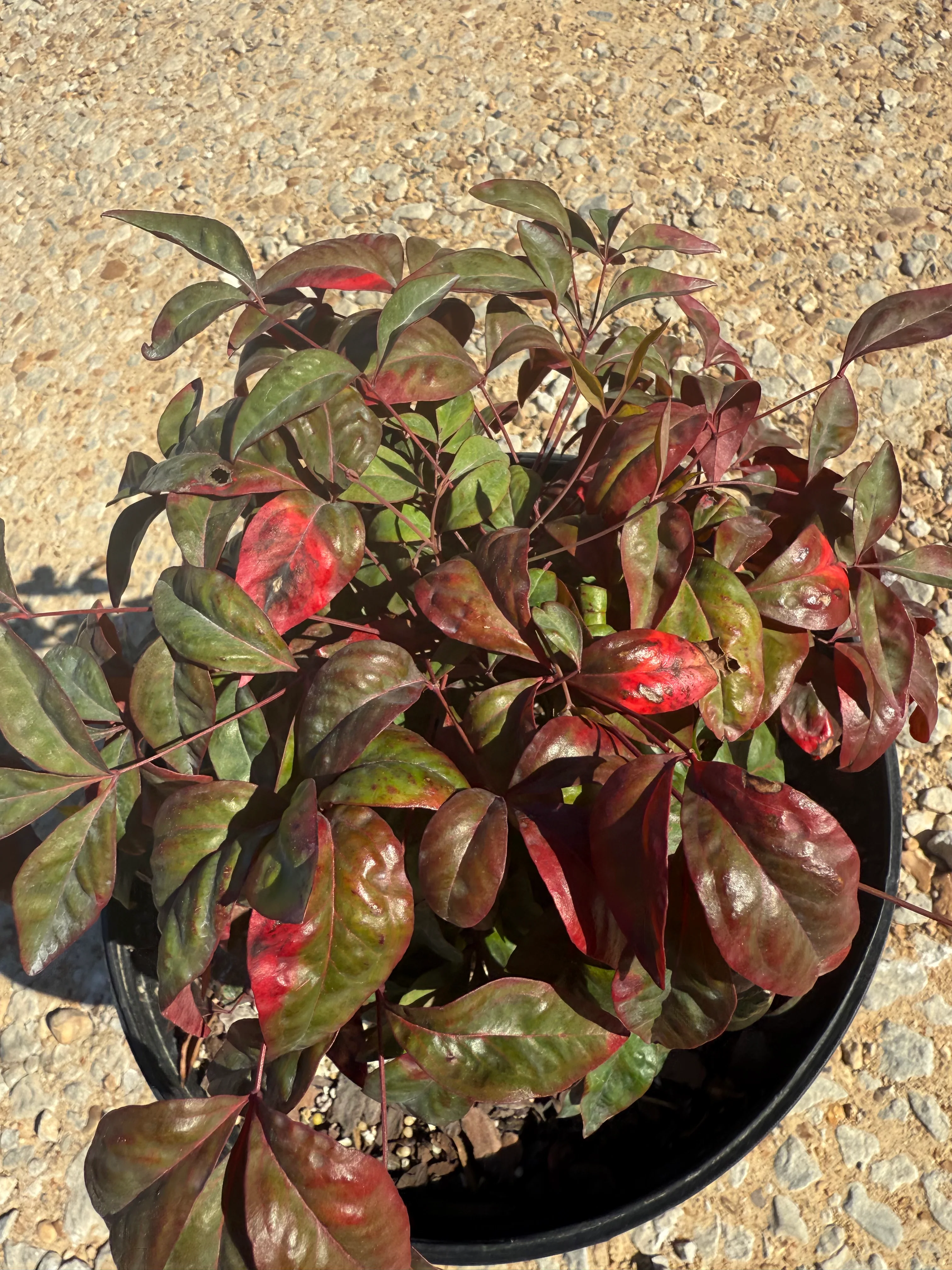 Firepower Nandina - Image 3