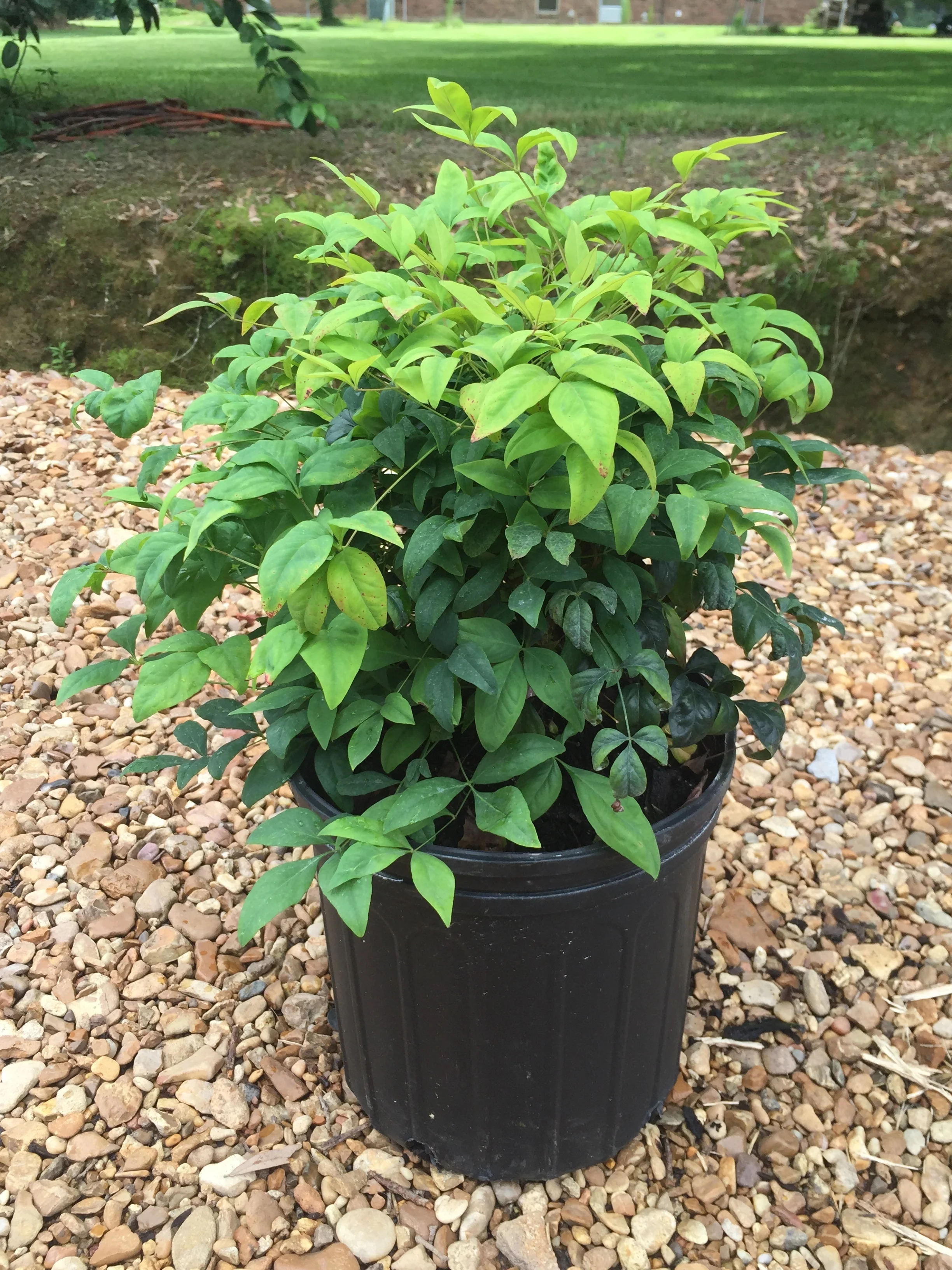 Firepower Nandina - Image 4