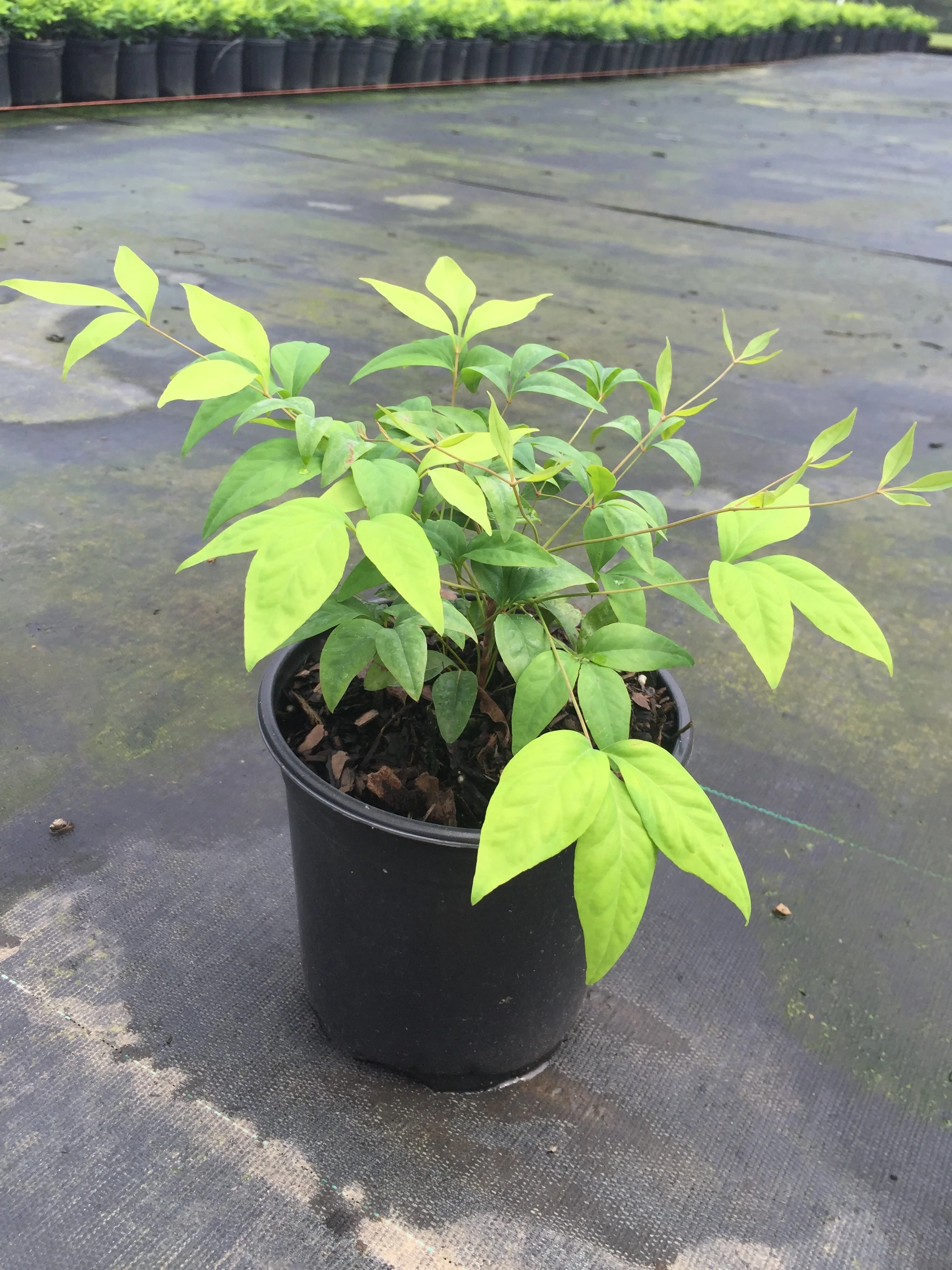 Firepower Nandina - Image 5