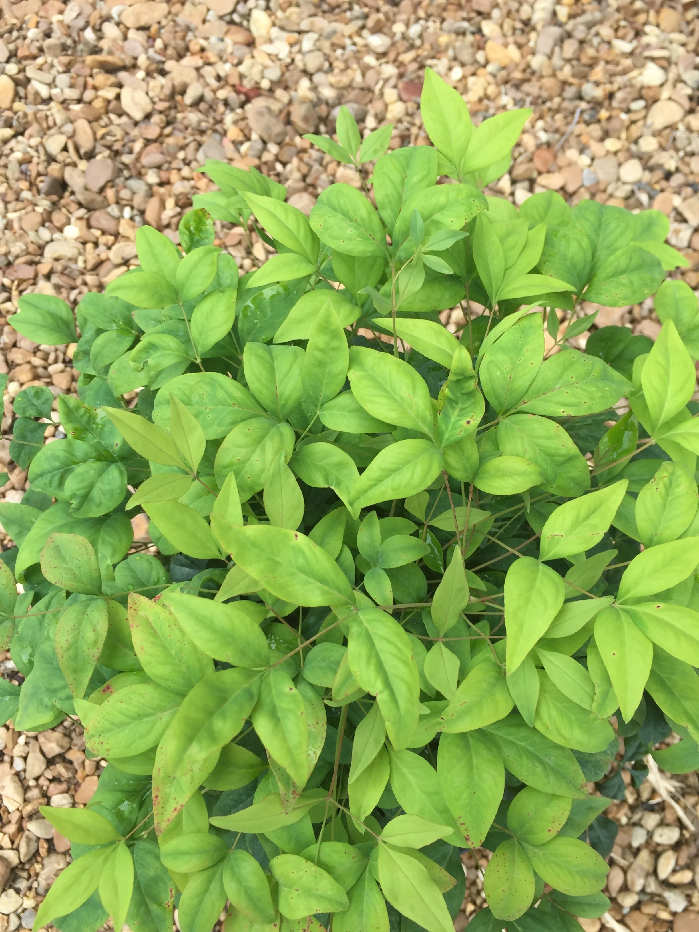 Firepower Nandina - Image 6