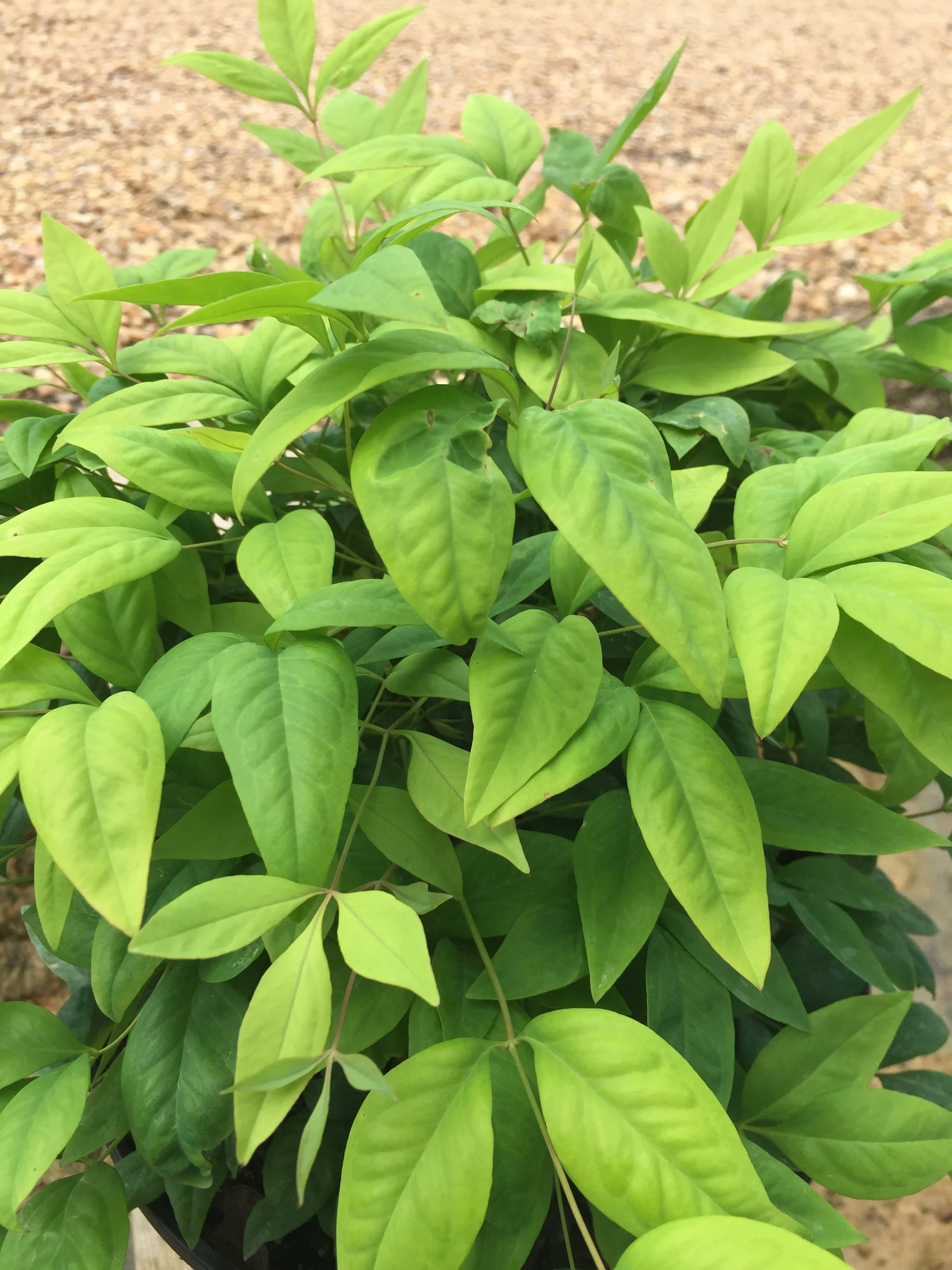 Firepower Nandina - Image 7