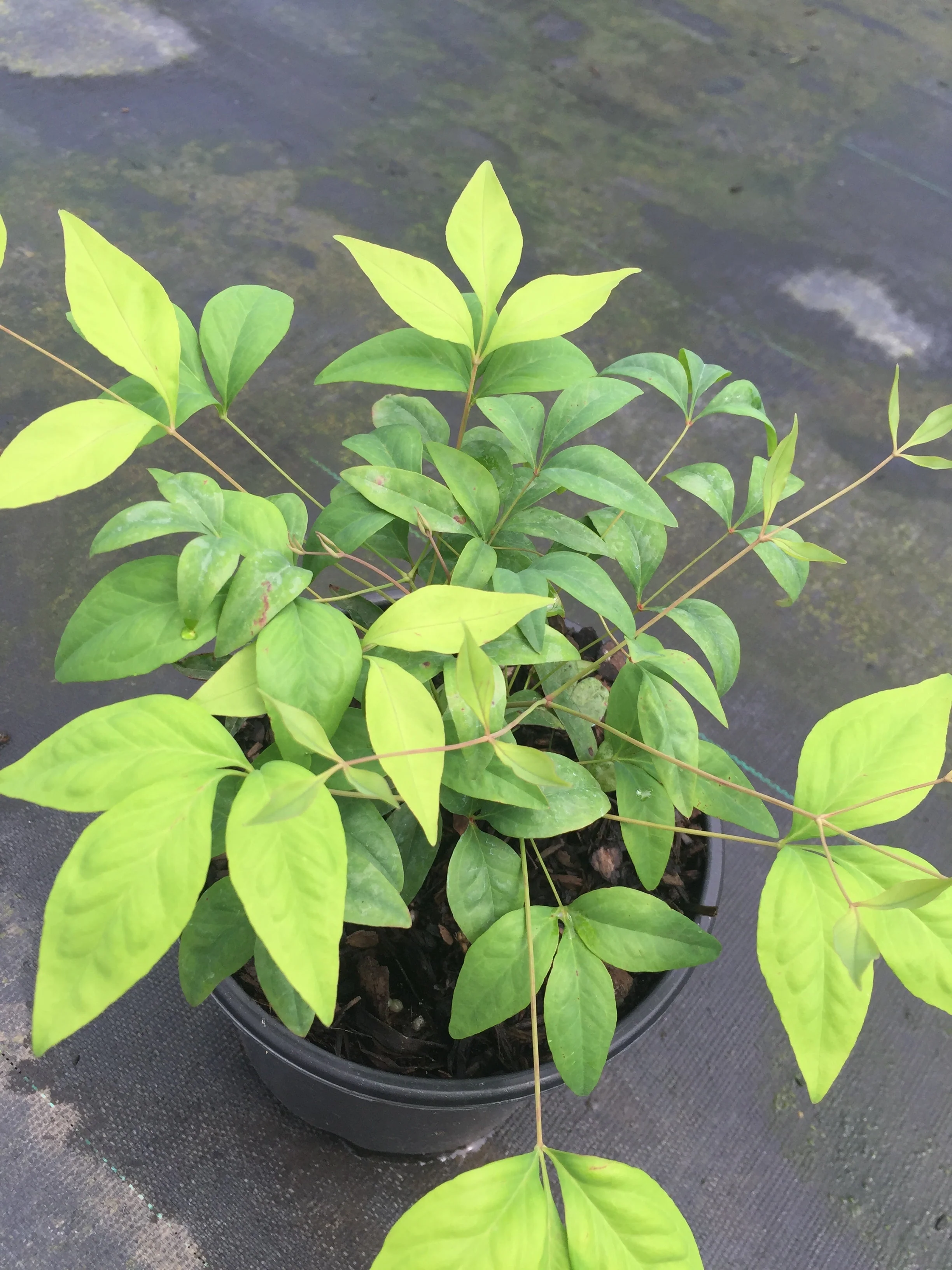 Firepower Nandina - Image 8