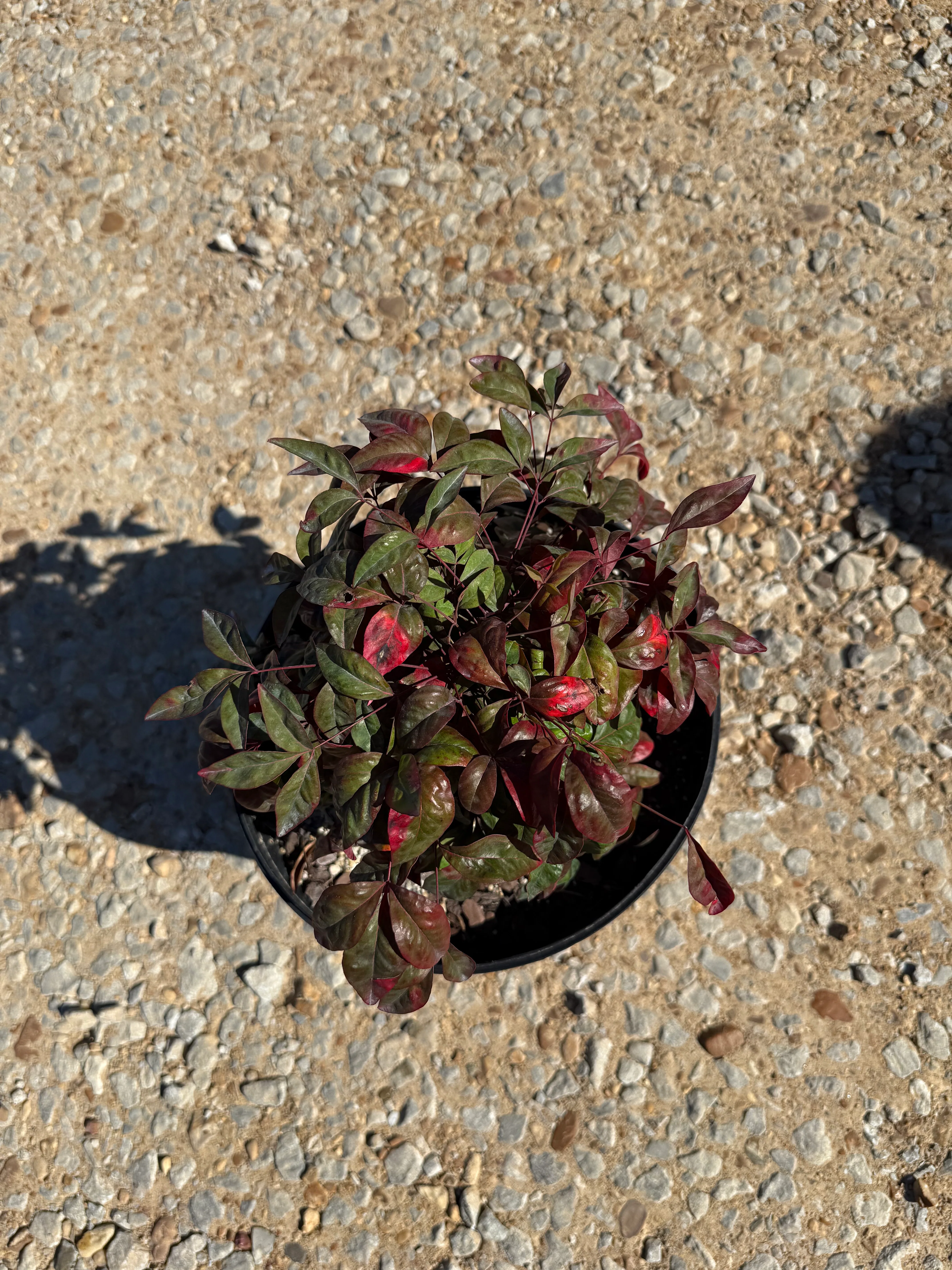 Firepower Nandina - Image 9