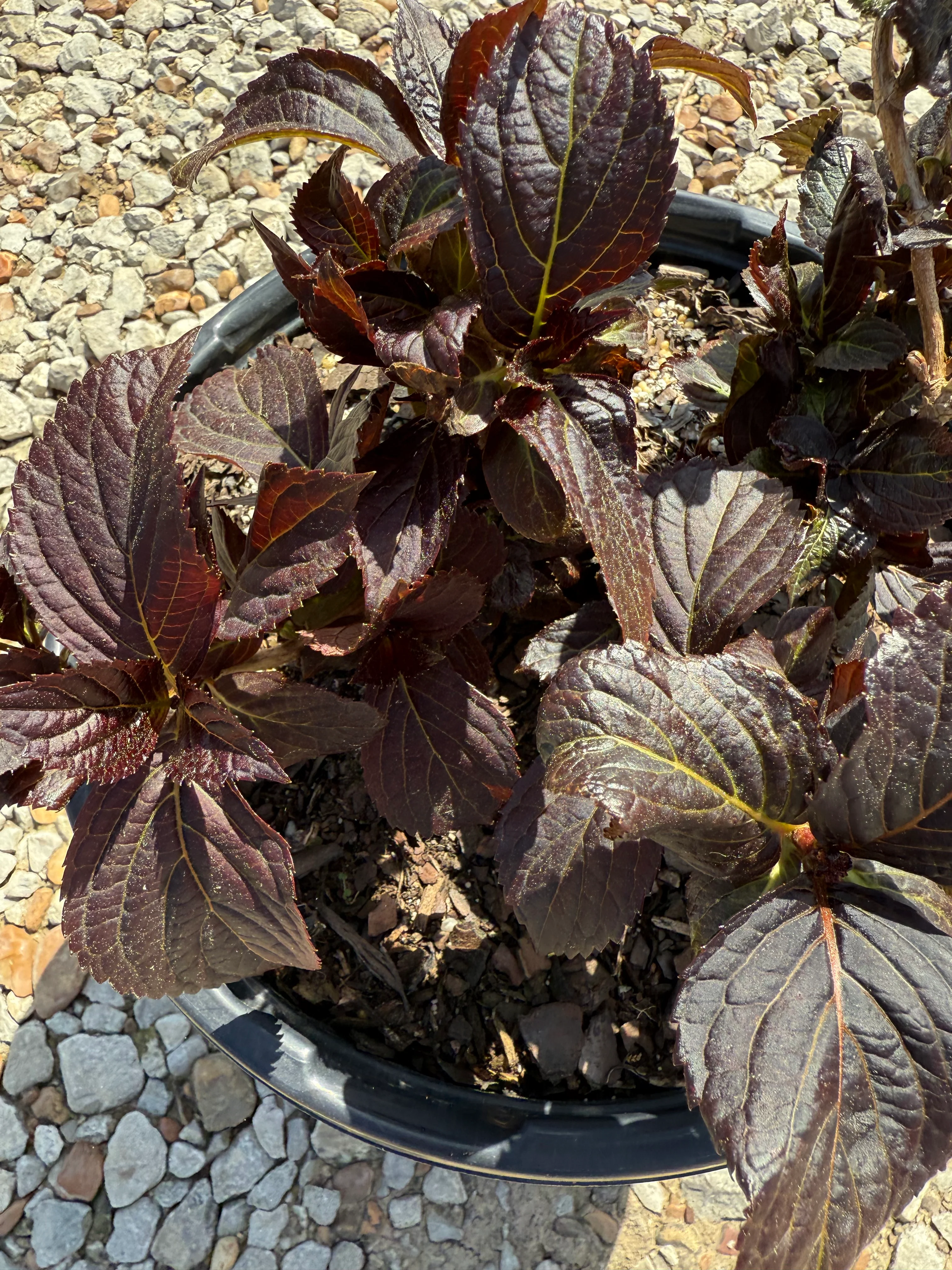 First Editions® Eclipse® Bigleaf Hydrangea - Image 3