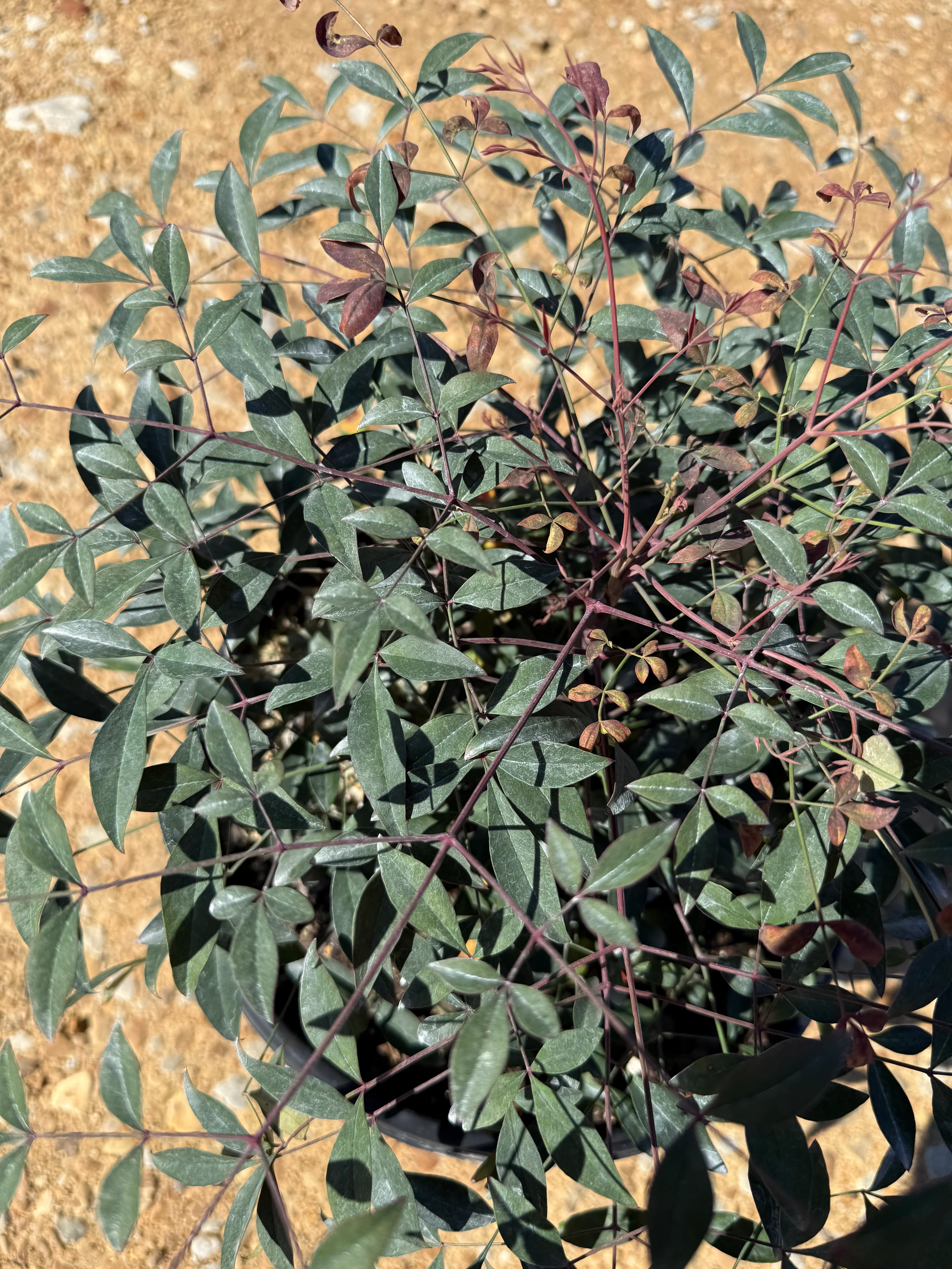 Flirt Nandina™ - Image 3