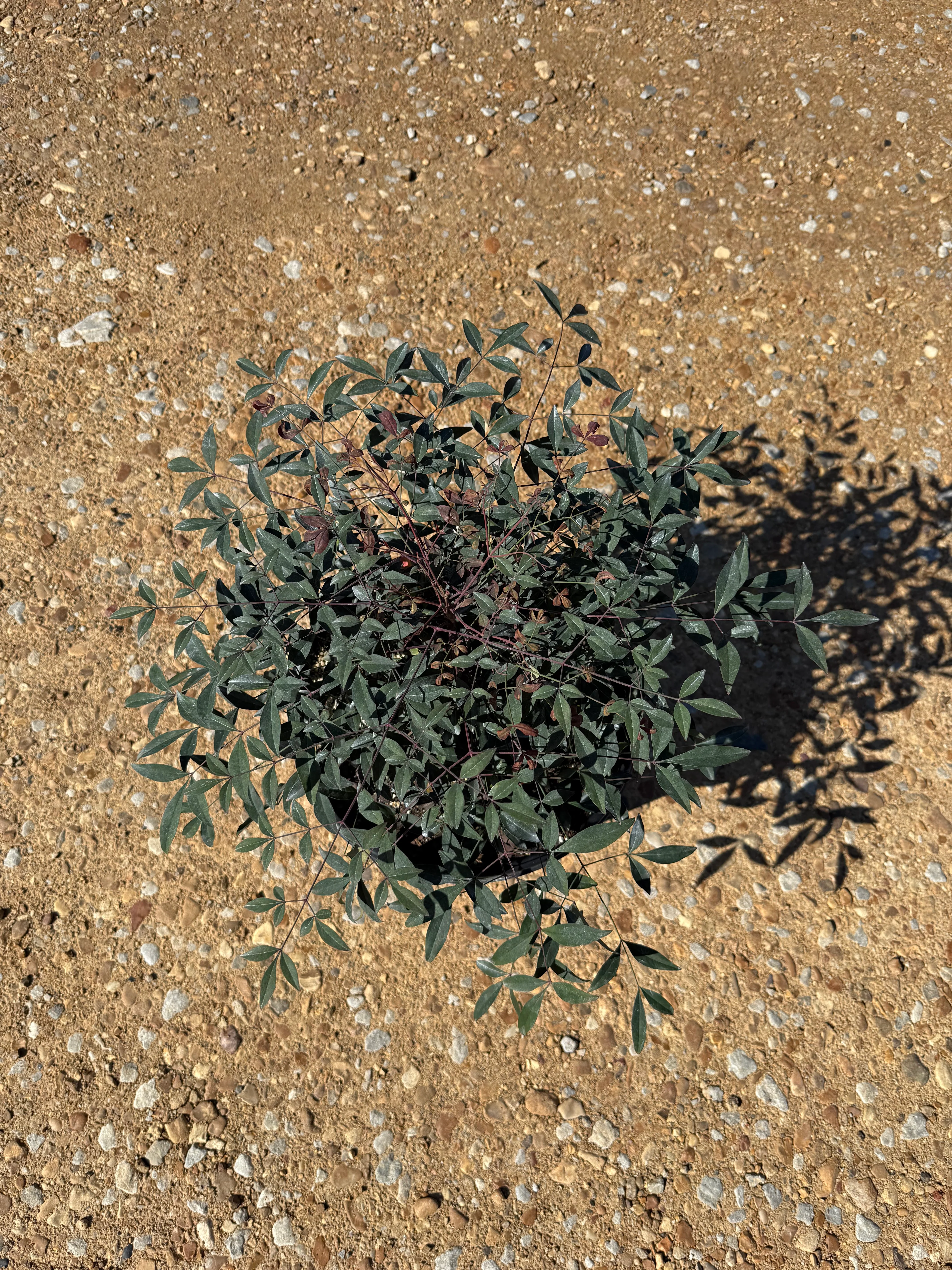 Flirt Nandina™ - Image 4