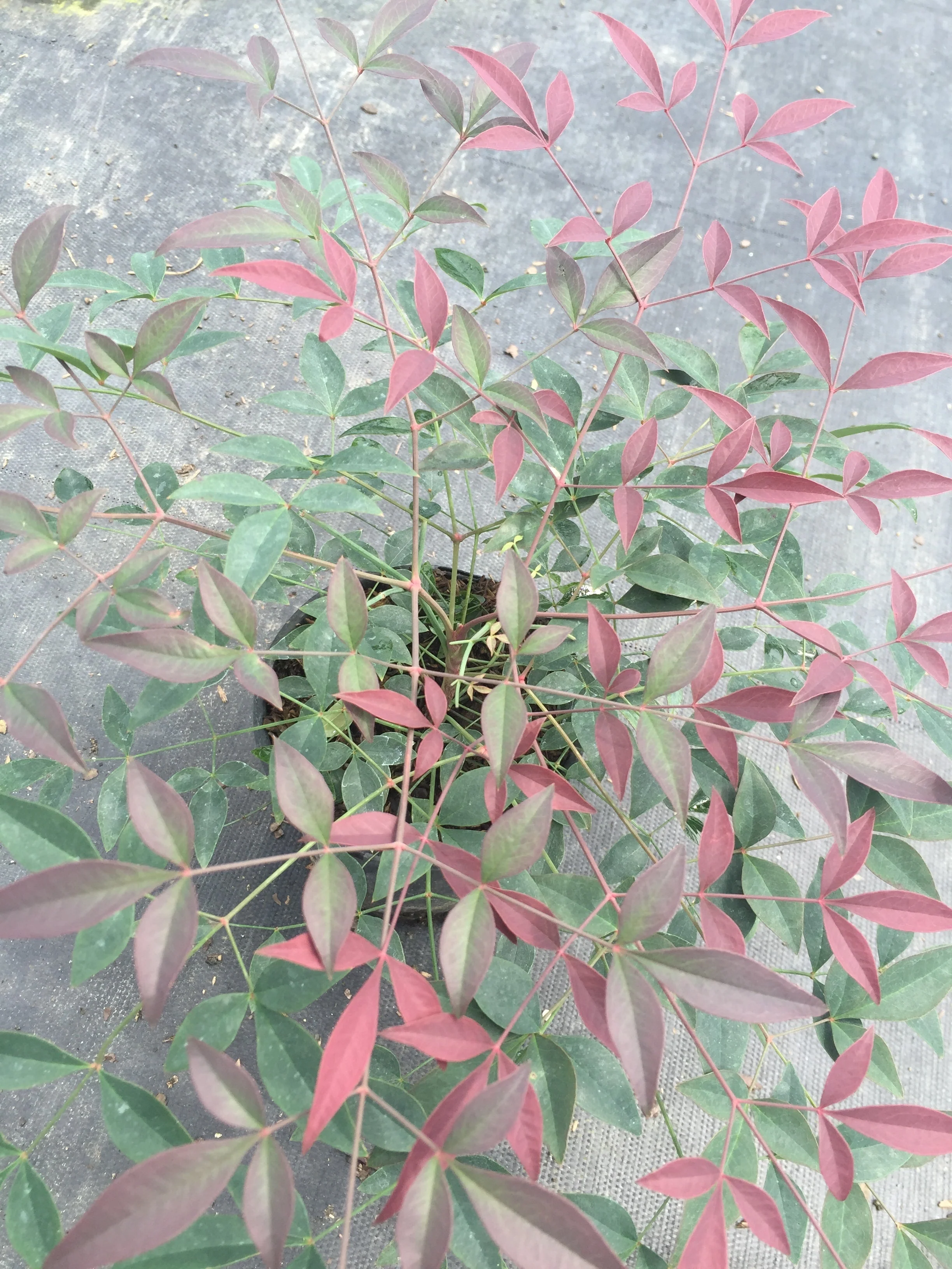 Flirt Nandina™ - Image 5