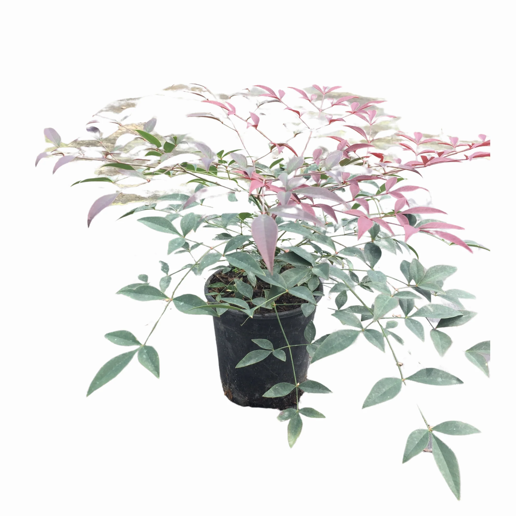 Flirt Nandina™ - Image 6