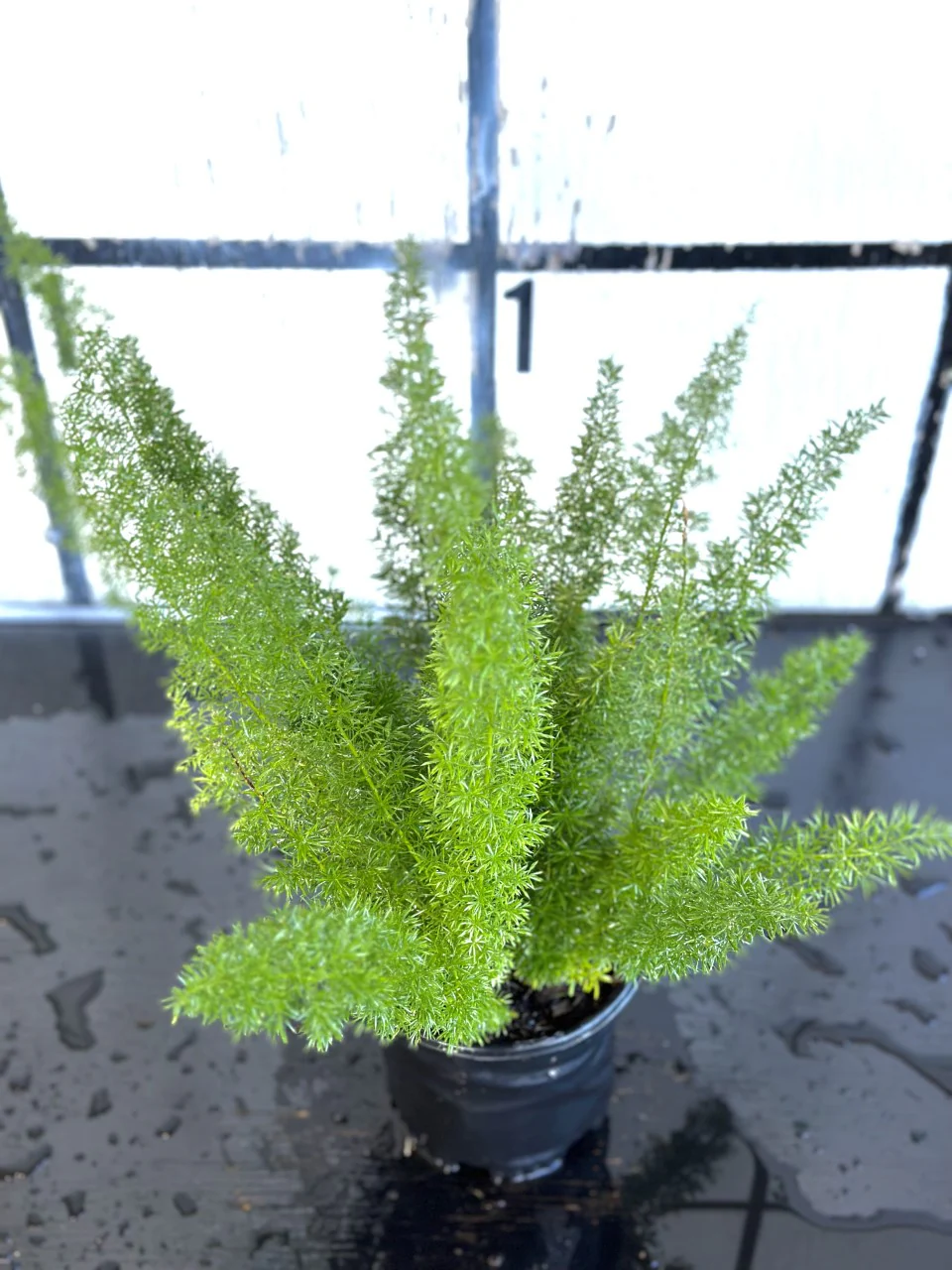 Foxtail Fern - Image 3