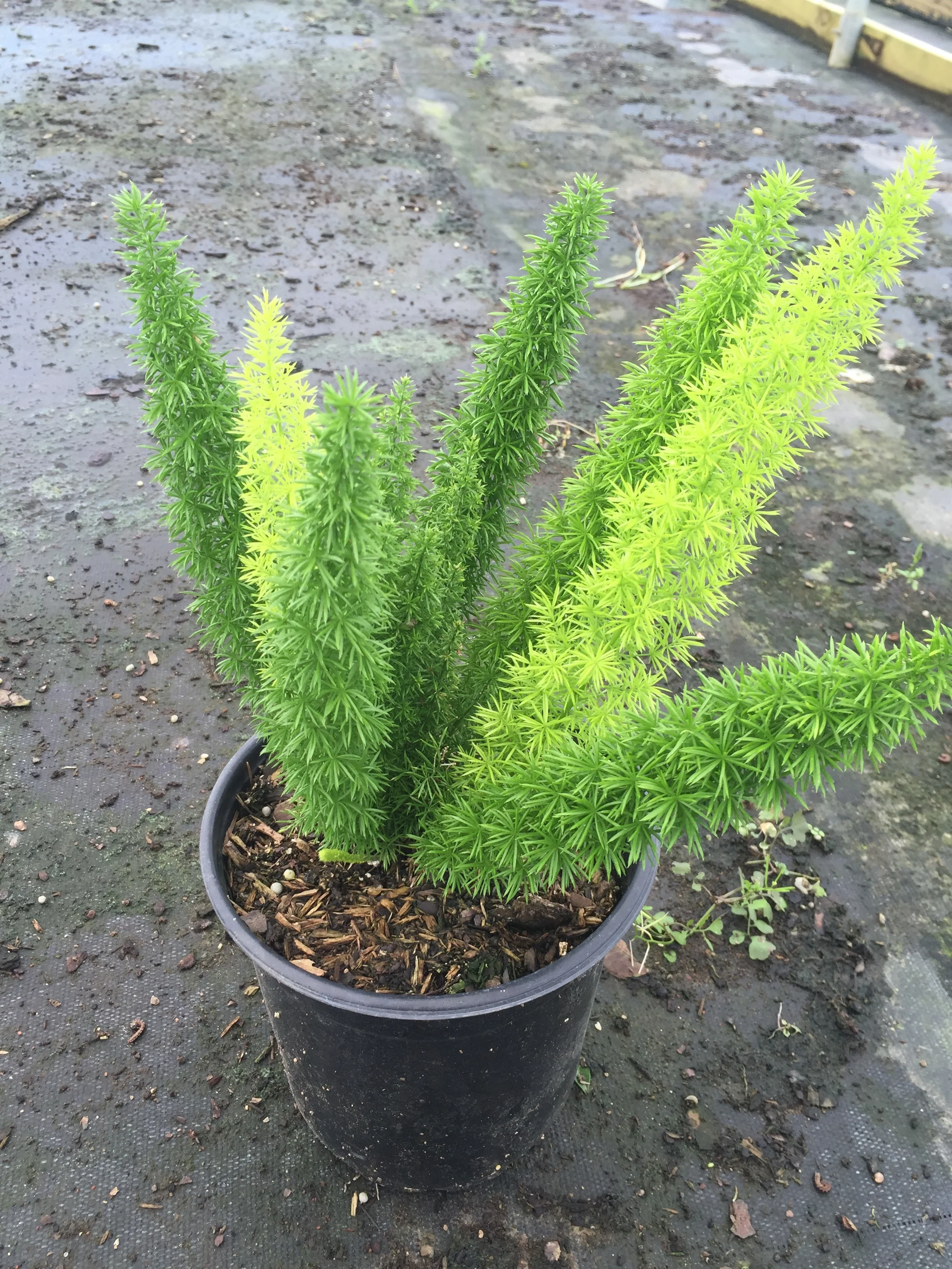 Foxtail Fern - Image 4