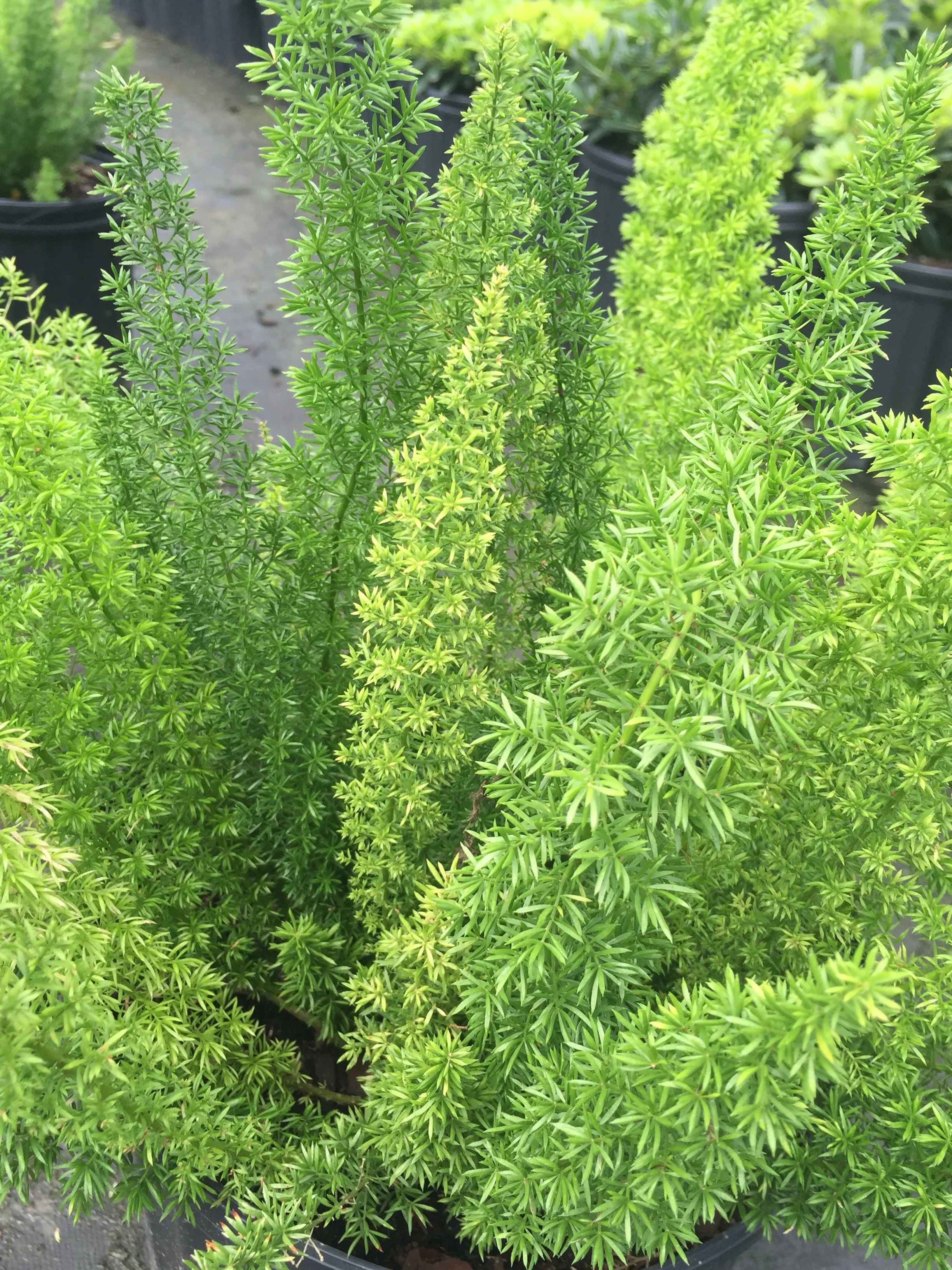 Foxtail Fern - Image 5