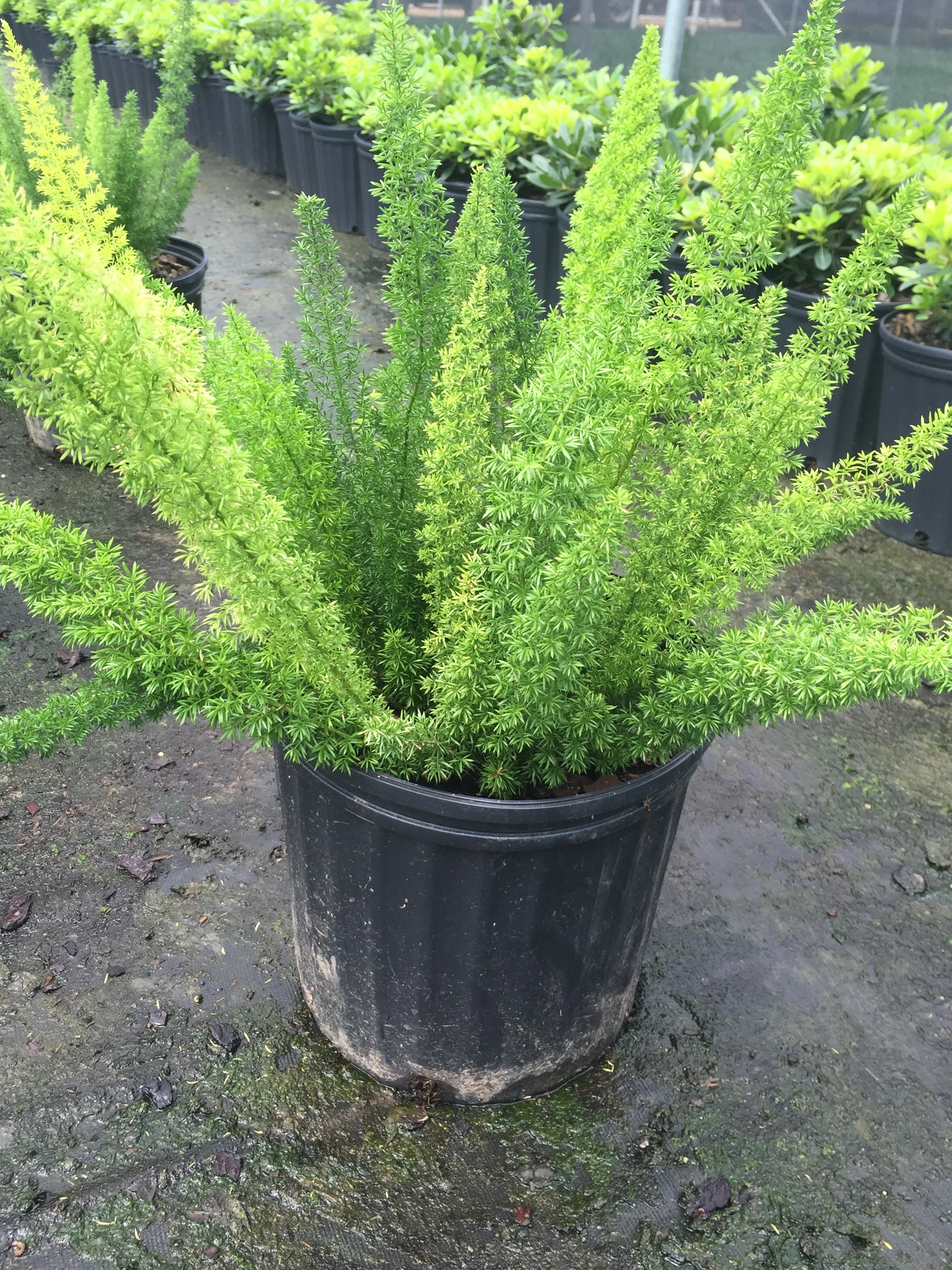 Foxtail Fern - Image 6