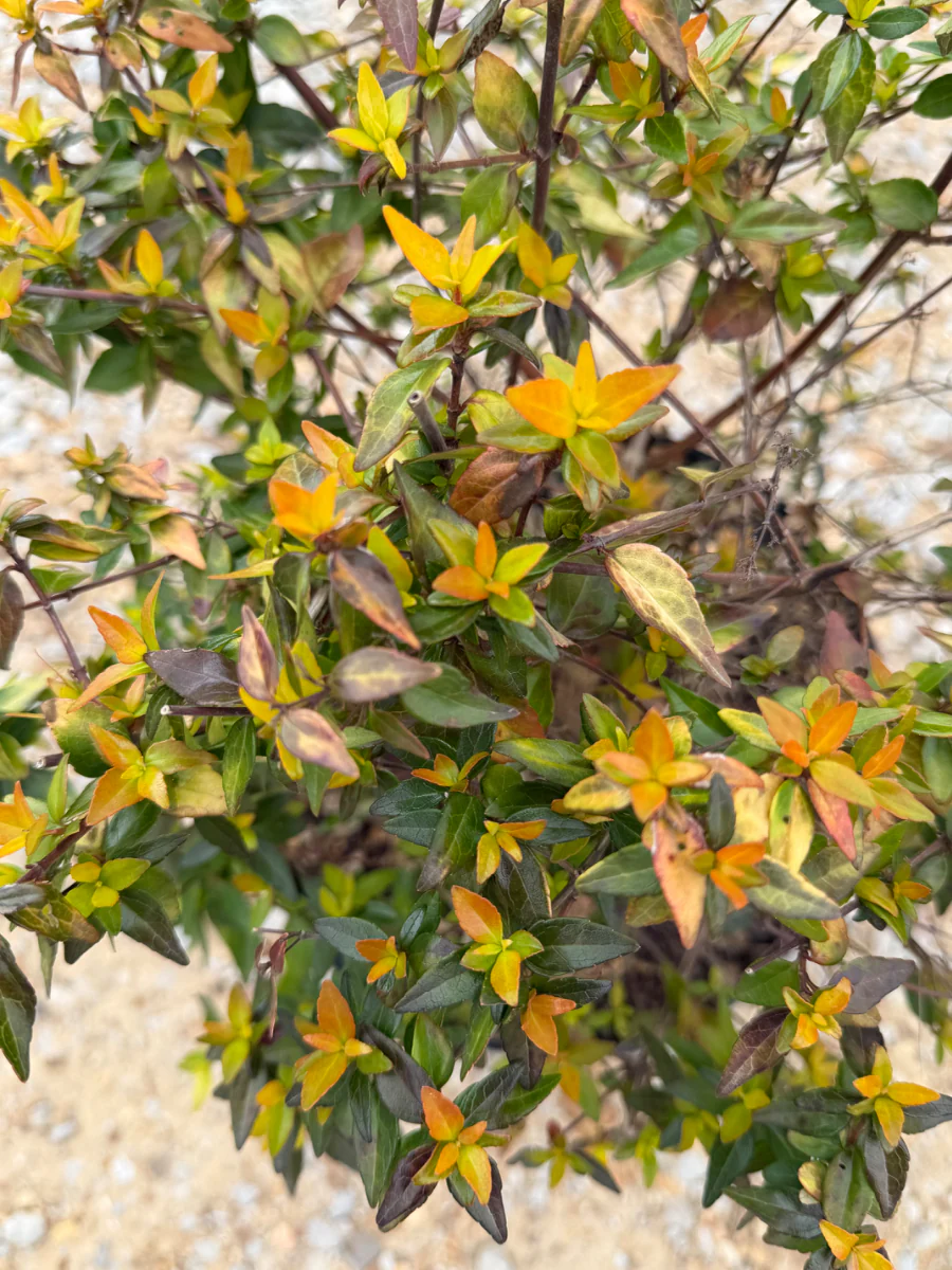 Francis Mason Abelia - Image 3