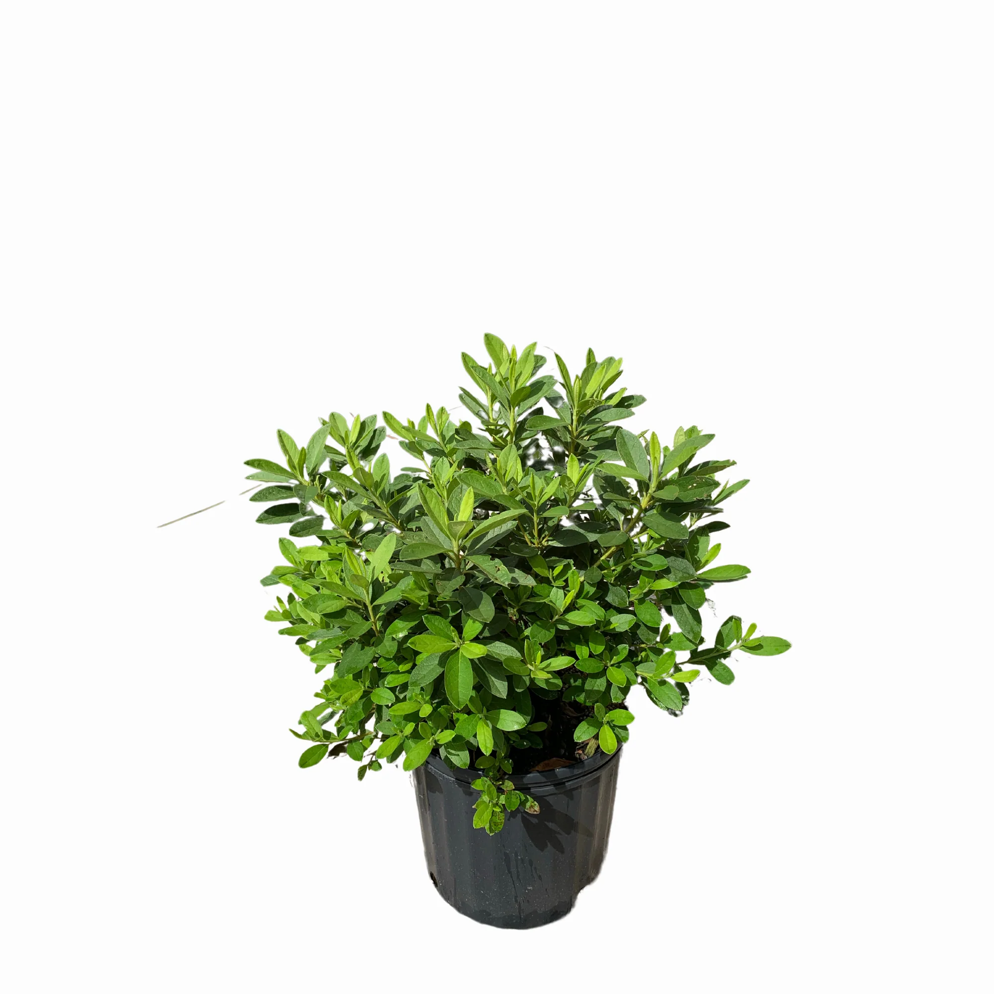 George Tabor Azalea - Image 3