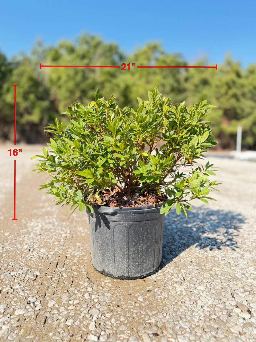 GG Gerbing Azalea - Image 3