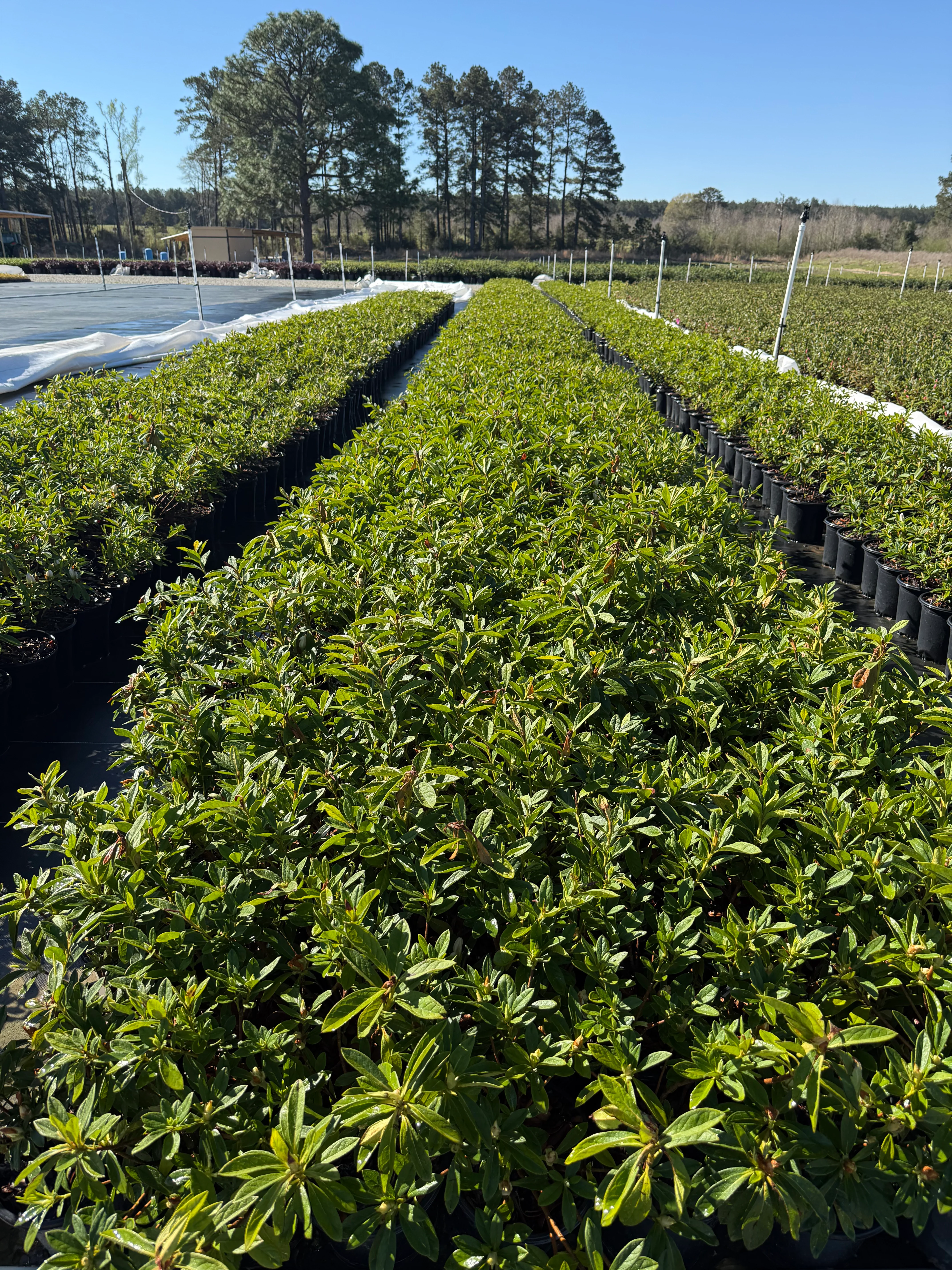 GG Gerbing Azalea - Image 4