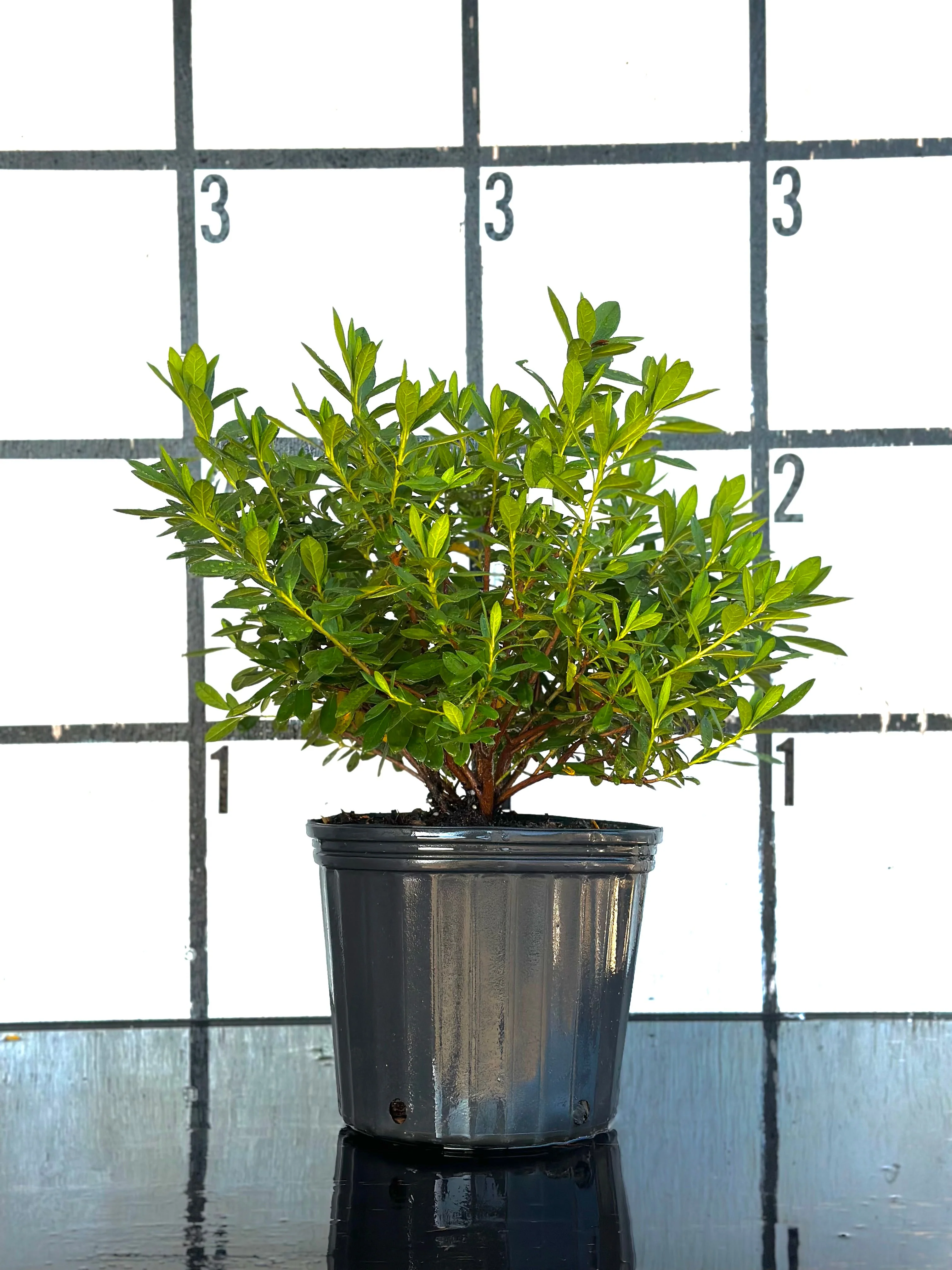 GG Gerbing Azalea - Image 5