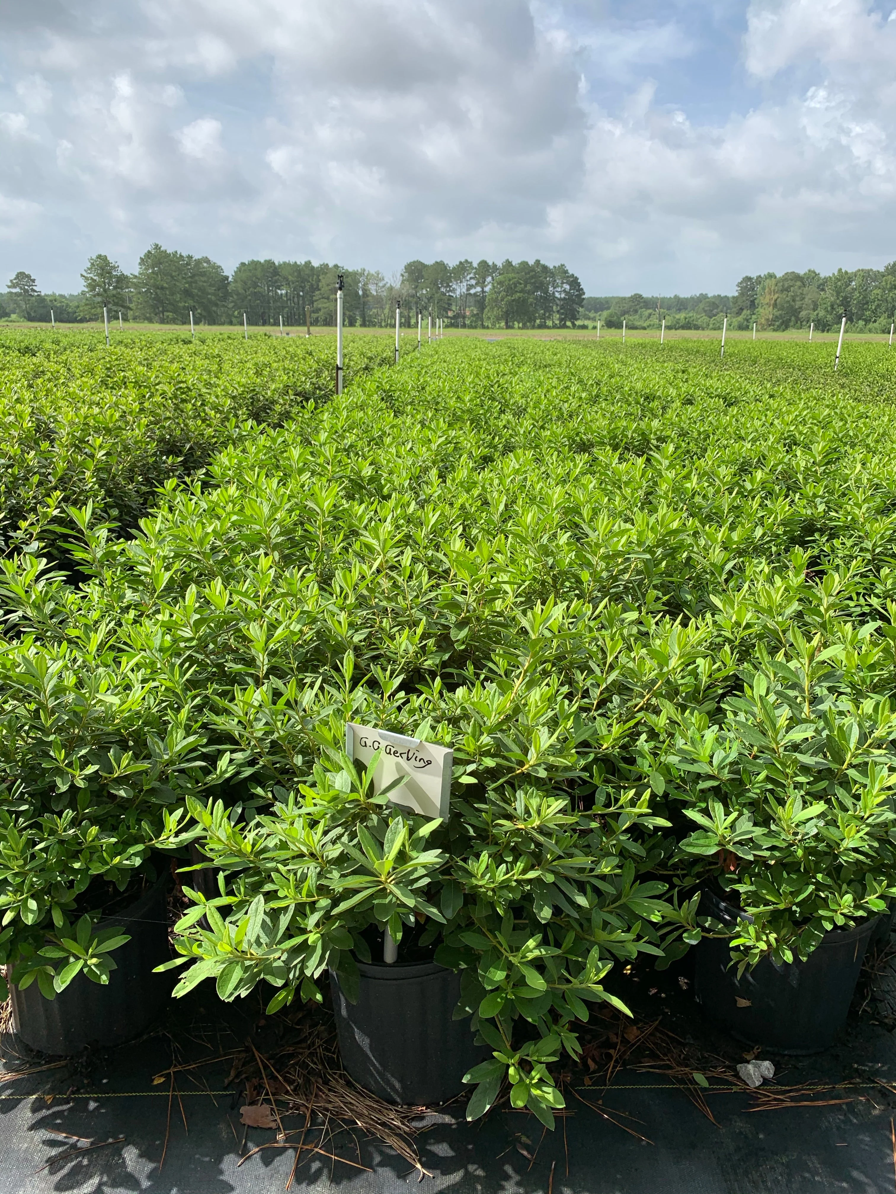 GG Gerbing Azalea - Image 6