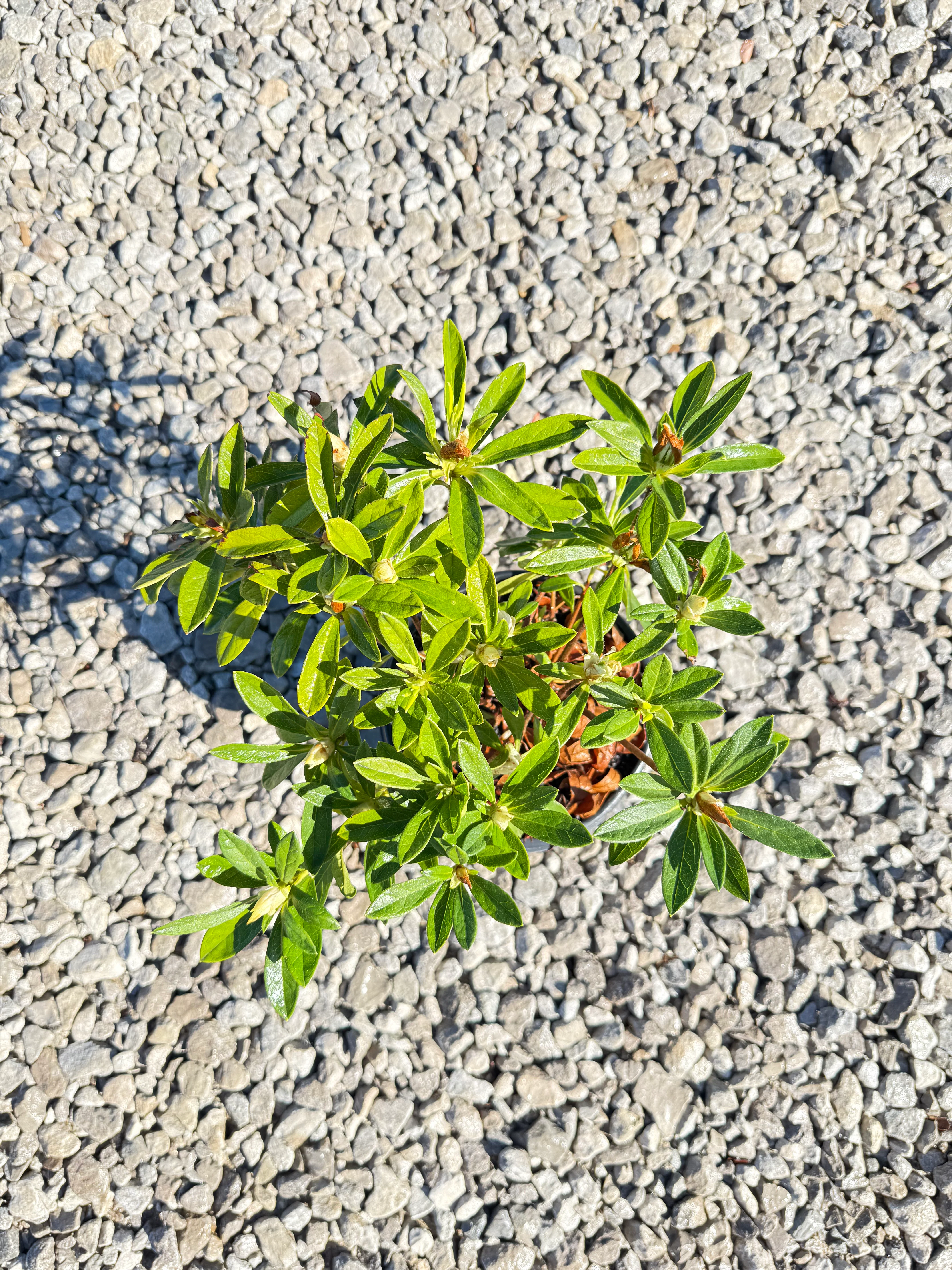 GG Gerbing Azalea - Image 7