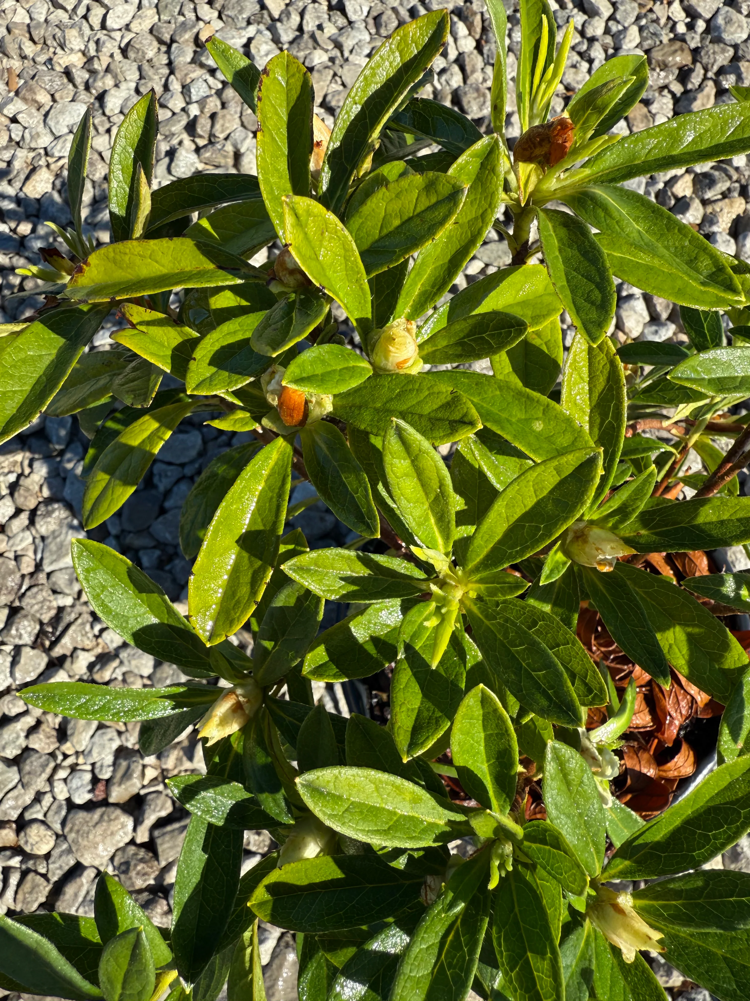 GG Gerbing Azalea - Image 8